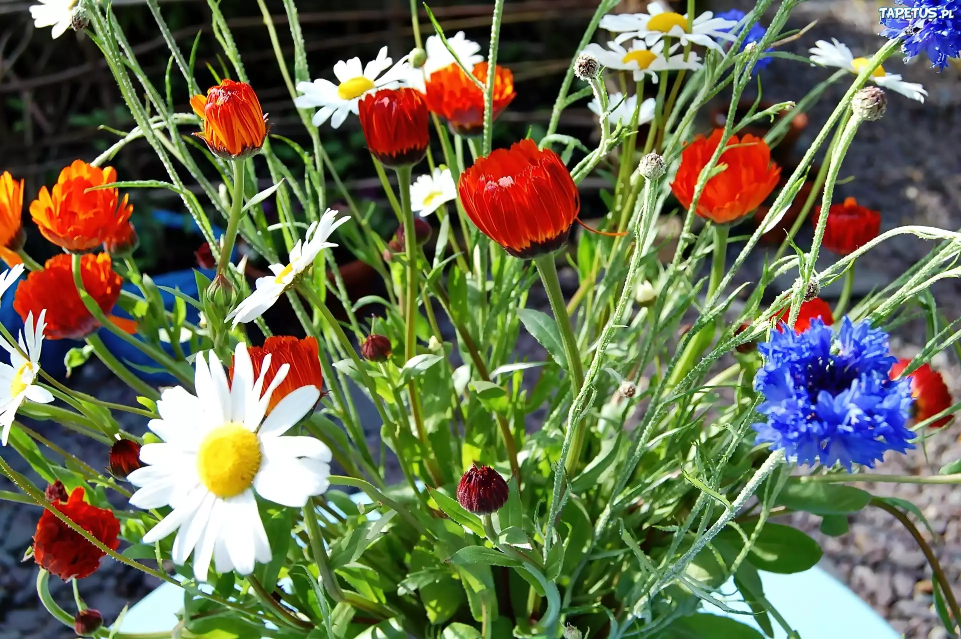 Ogródek, Maki, Ozdobne, Chabry, Margerytki