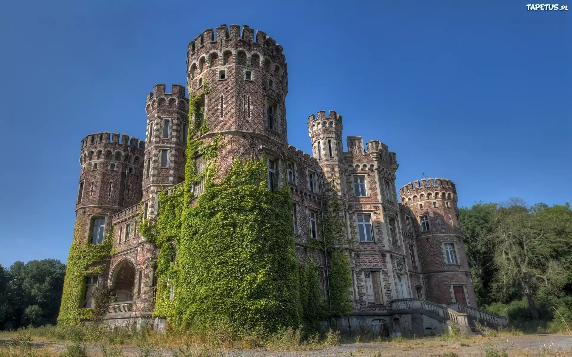 Chateau De La Foret, Belgia, Zamek, Winorośl
