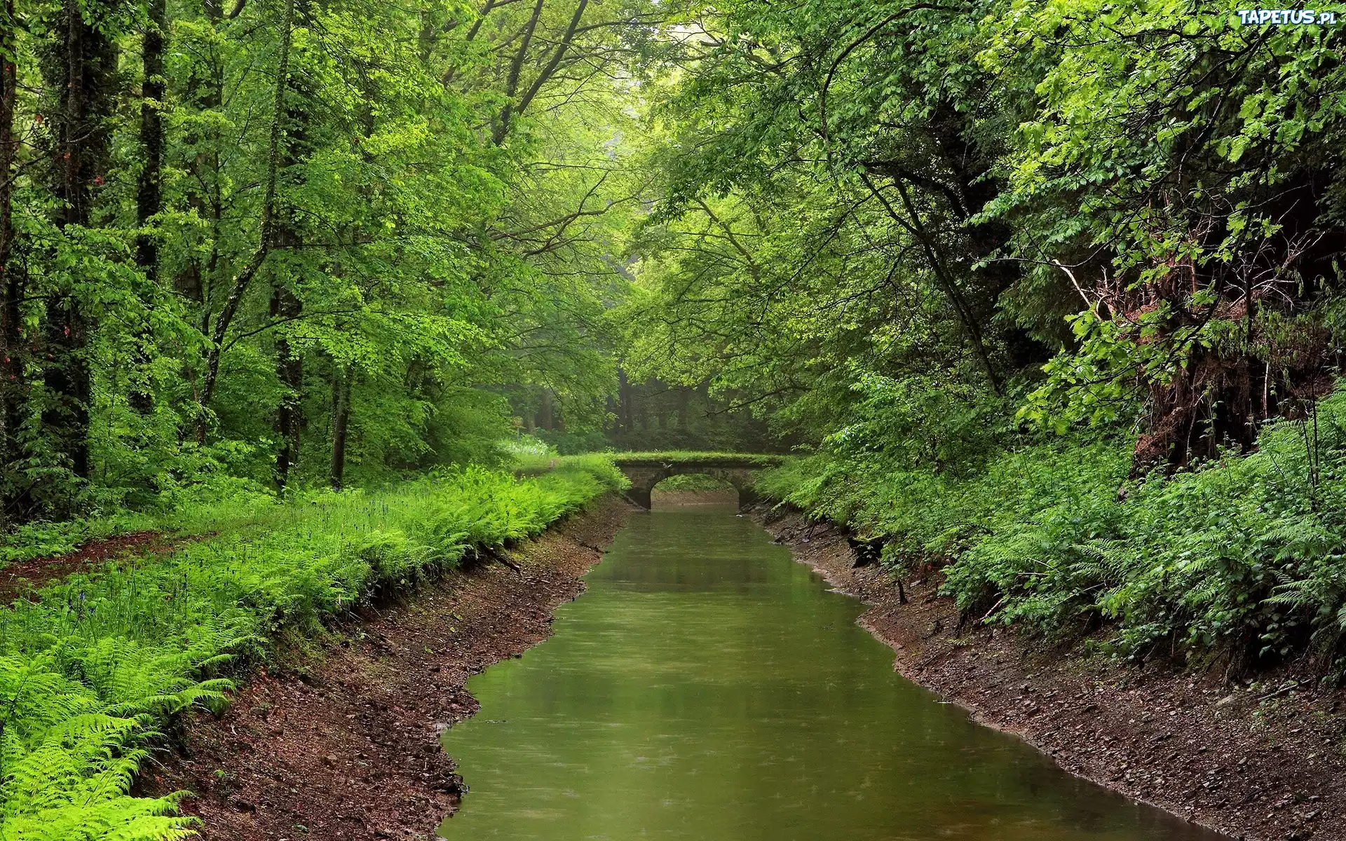 природа мост река деревья nature the bridge river trees загрузить