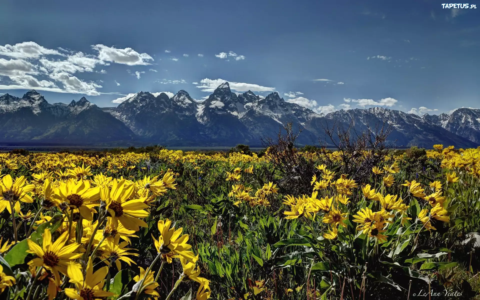 Park Narodowy Grand Teton, Wyoming, USA, Góry, Kwiaty, Łąka