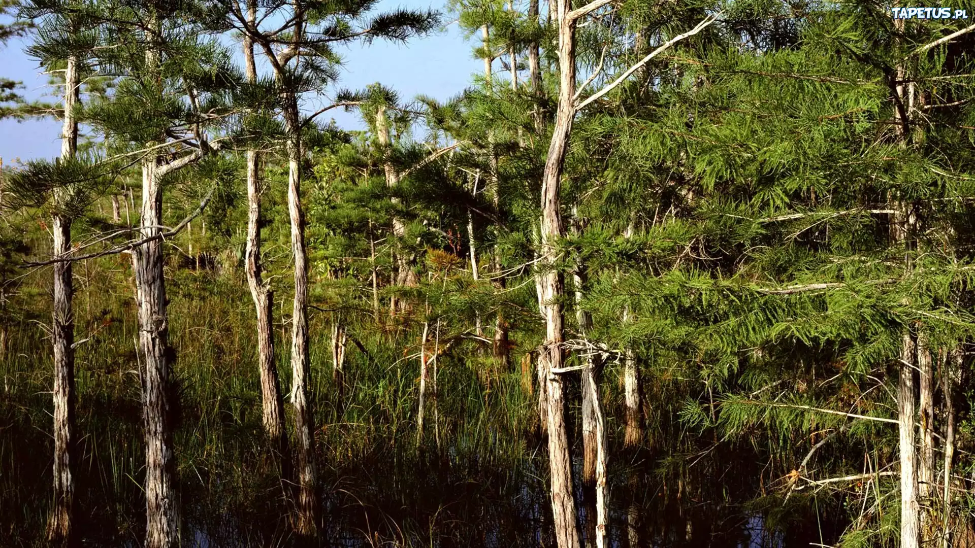 Park, Narodowy, Everglades, Las, Namorzynowy