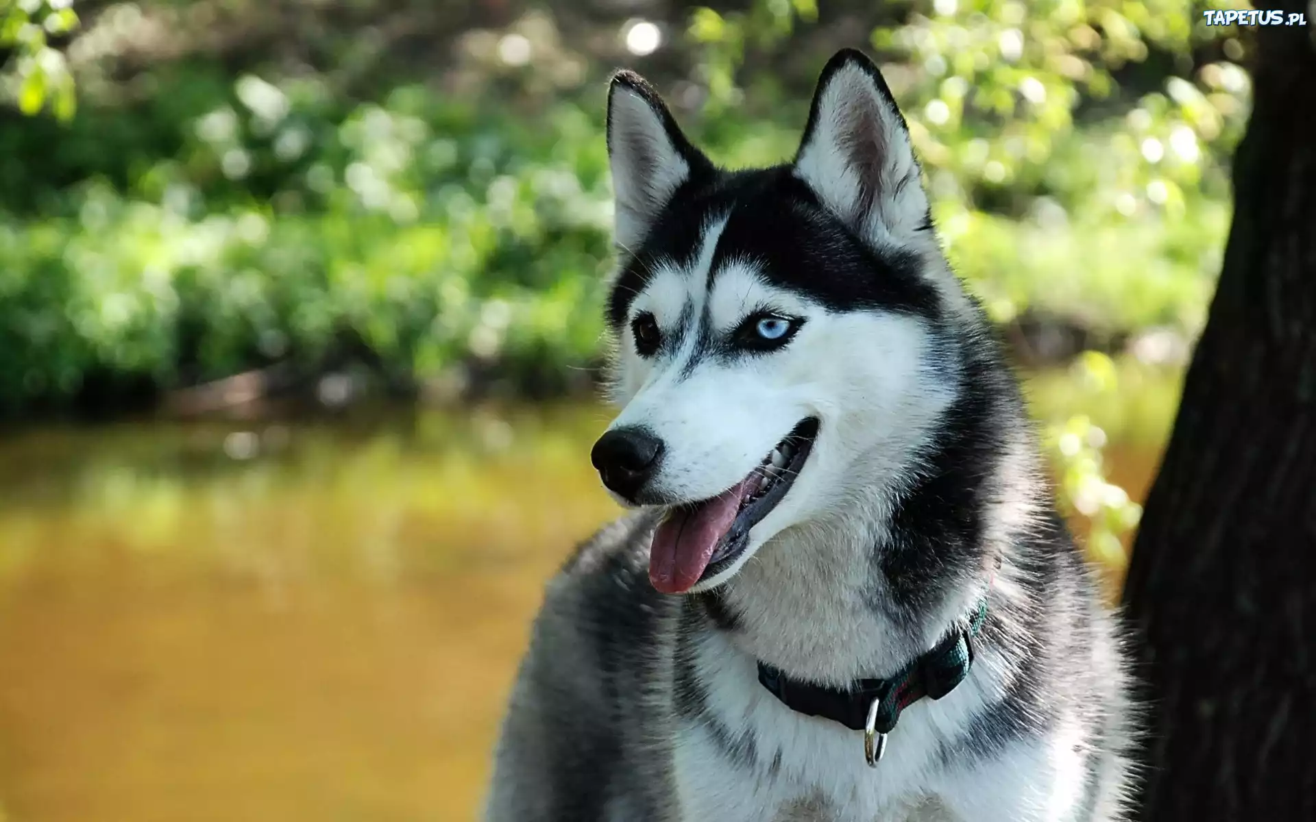 Husky, Drzewo, Park