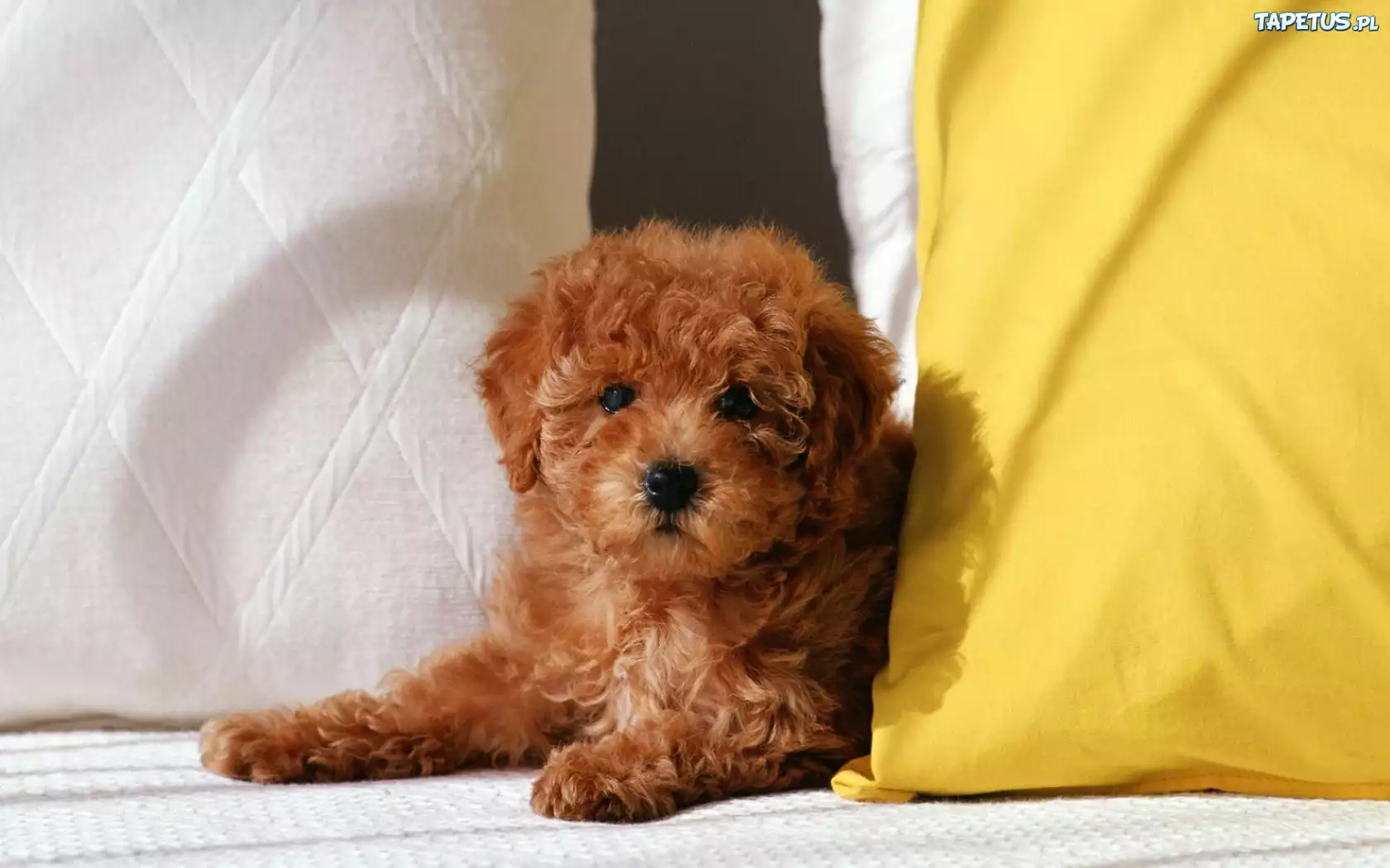 Szczeniaczek, Bichon frise
