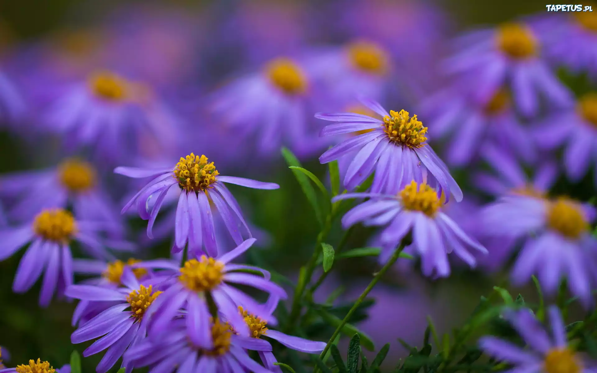 Rudbekia, Fioletowa