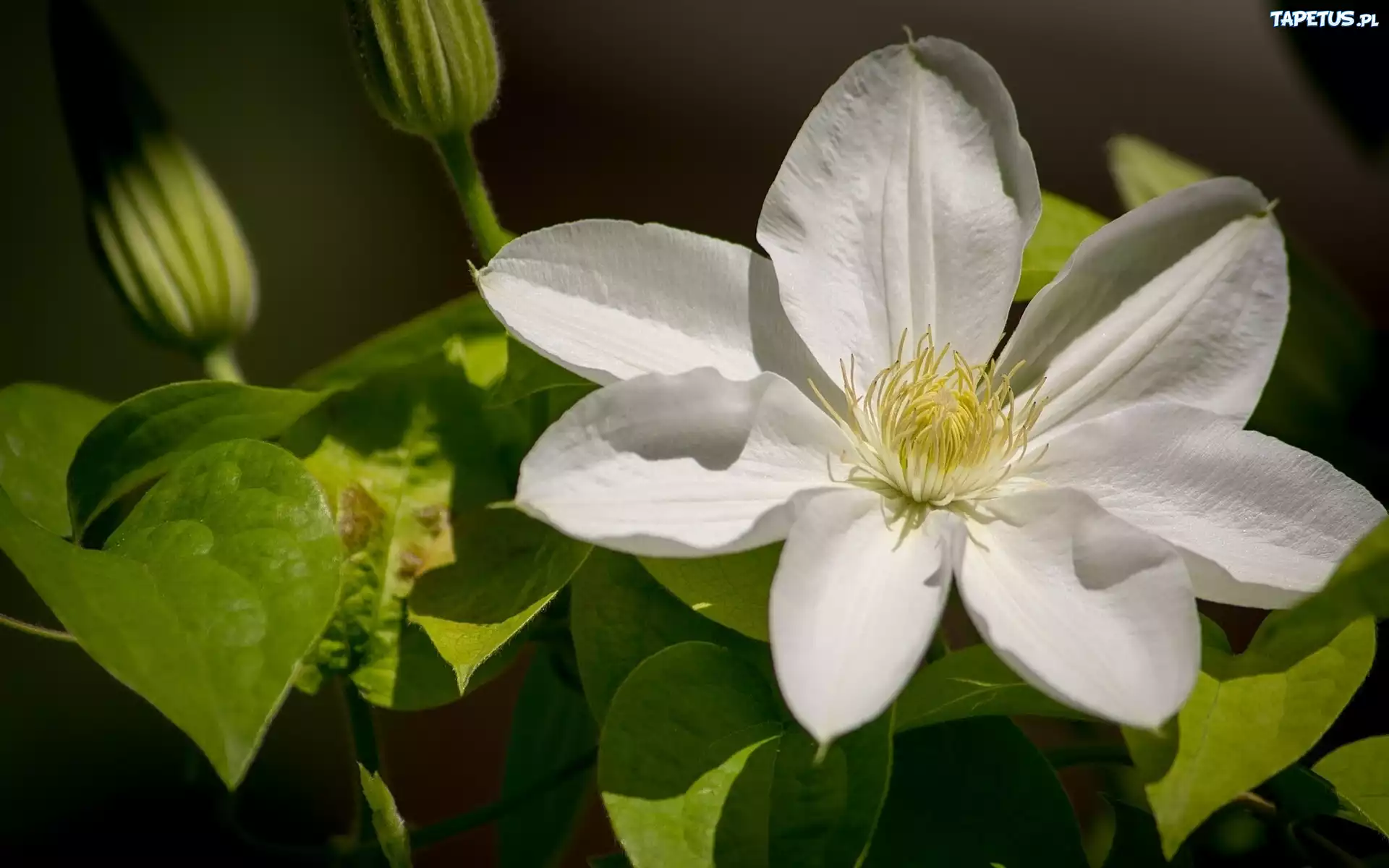 Biały, Clematis
