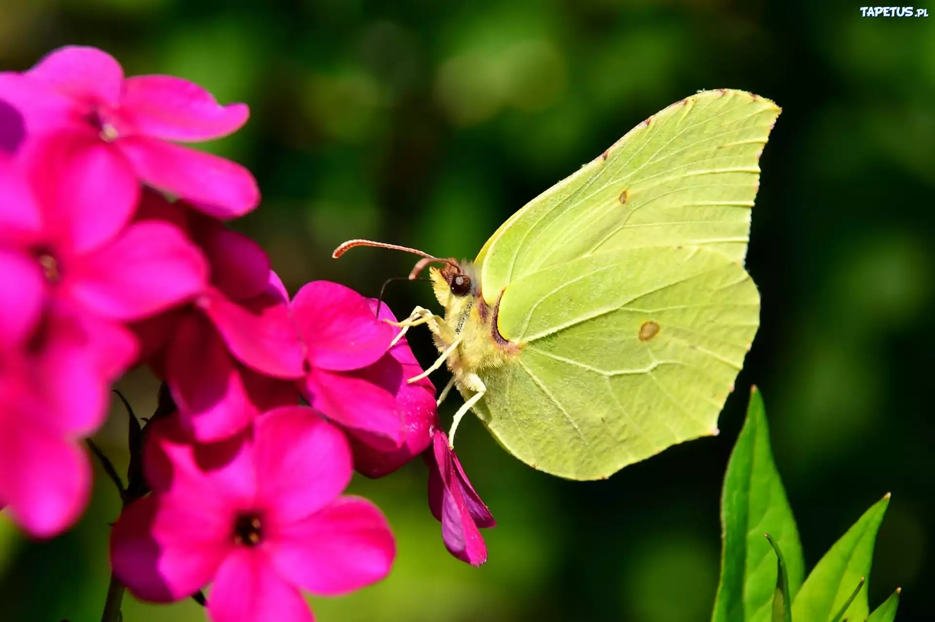 Motyl, Różowy, Kwiat