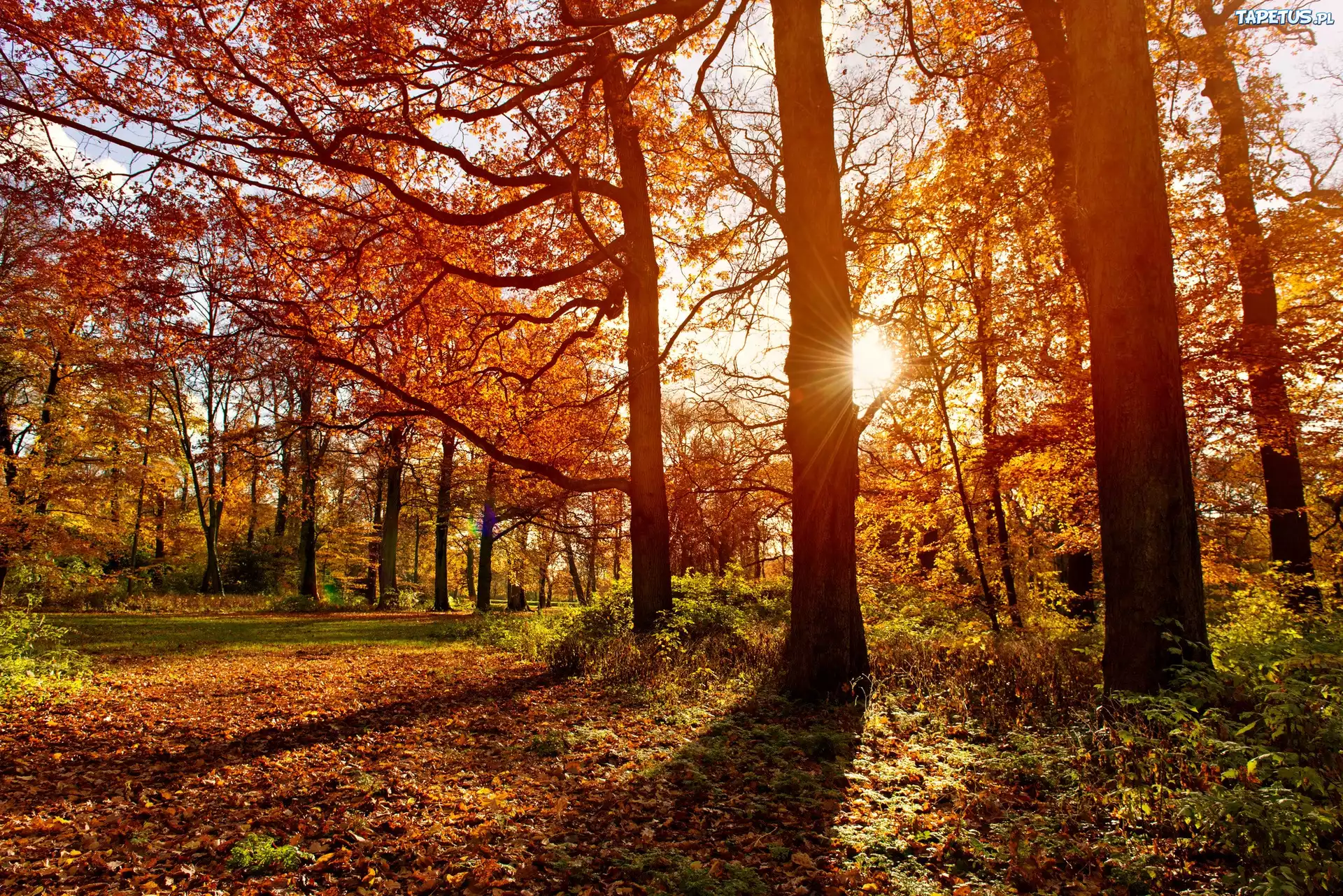Park, Jesień, Promienie Słońca