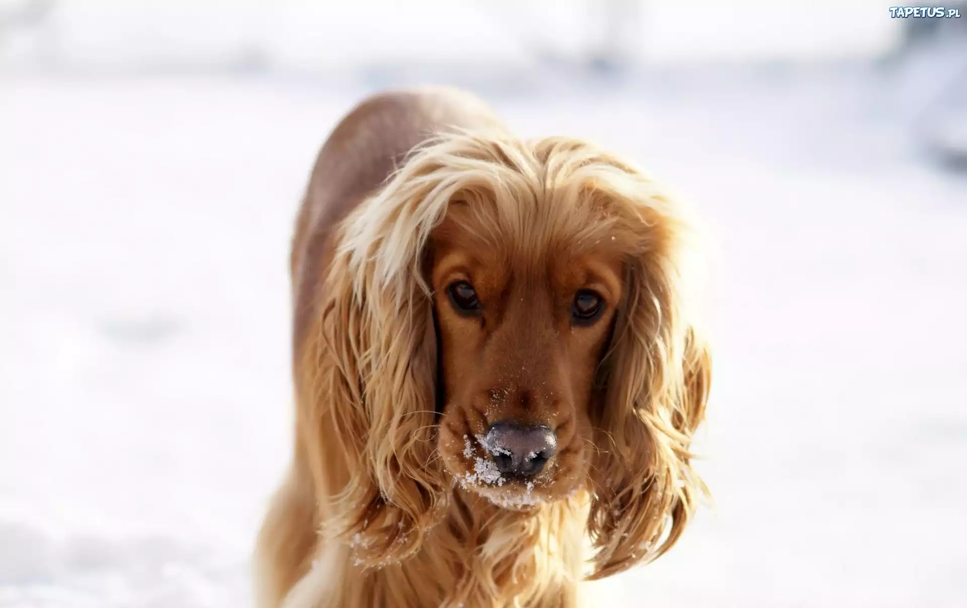 Cocker, Spaniel