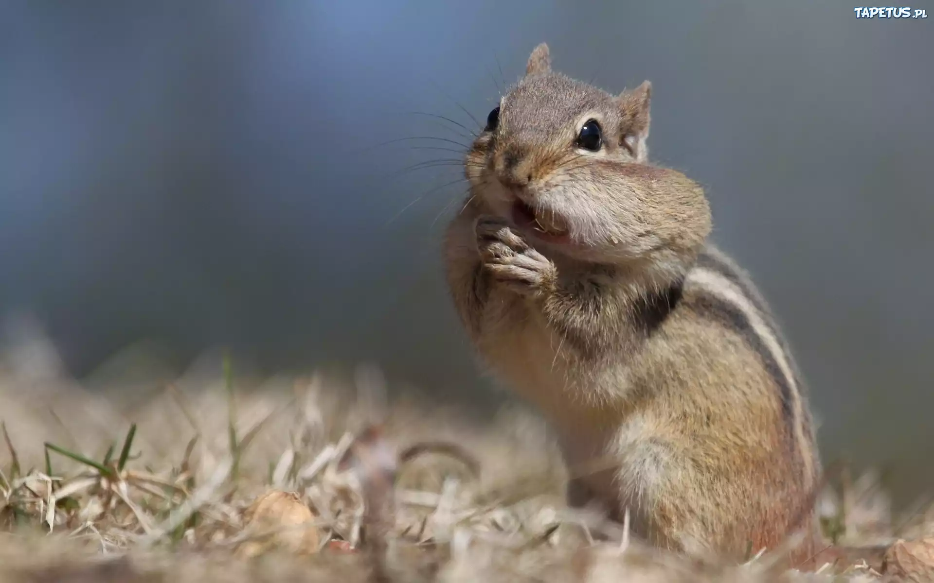 Chipmunk, Wiewiórka, Ziemna