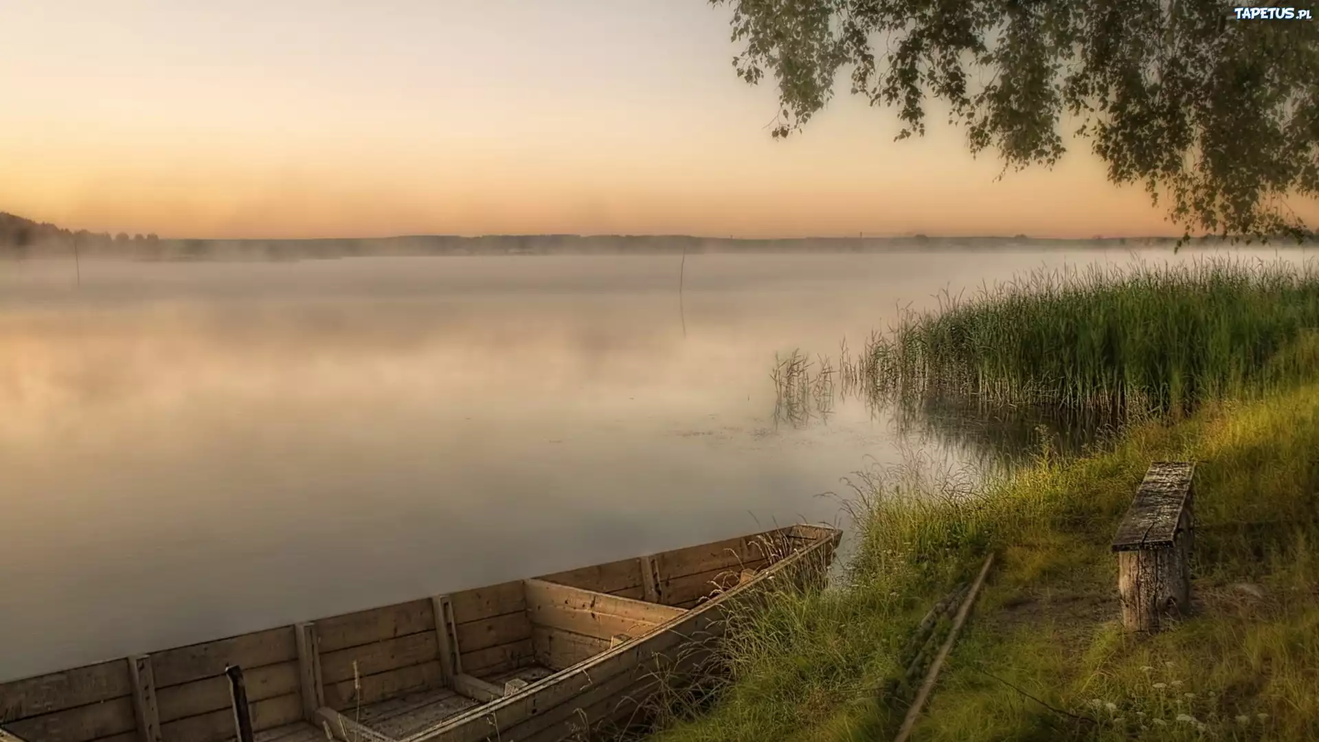 Jezioro, Łódz, Mgła, Szuwary