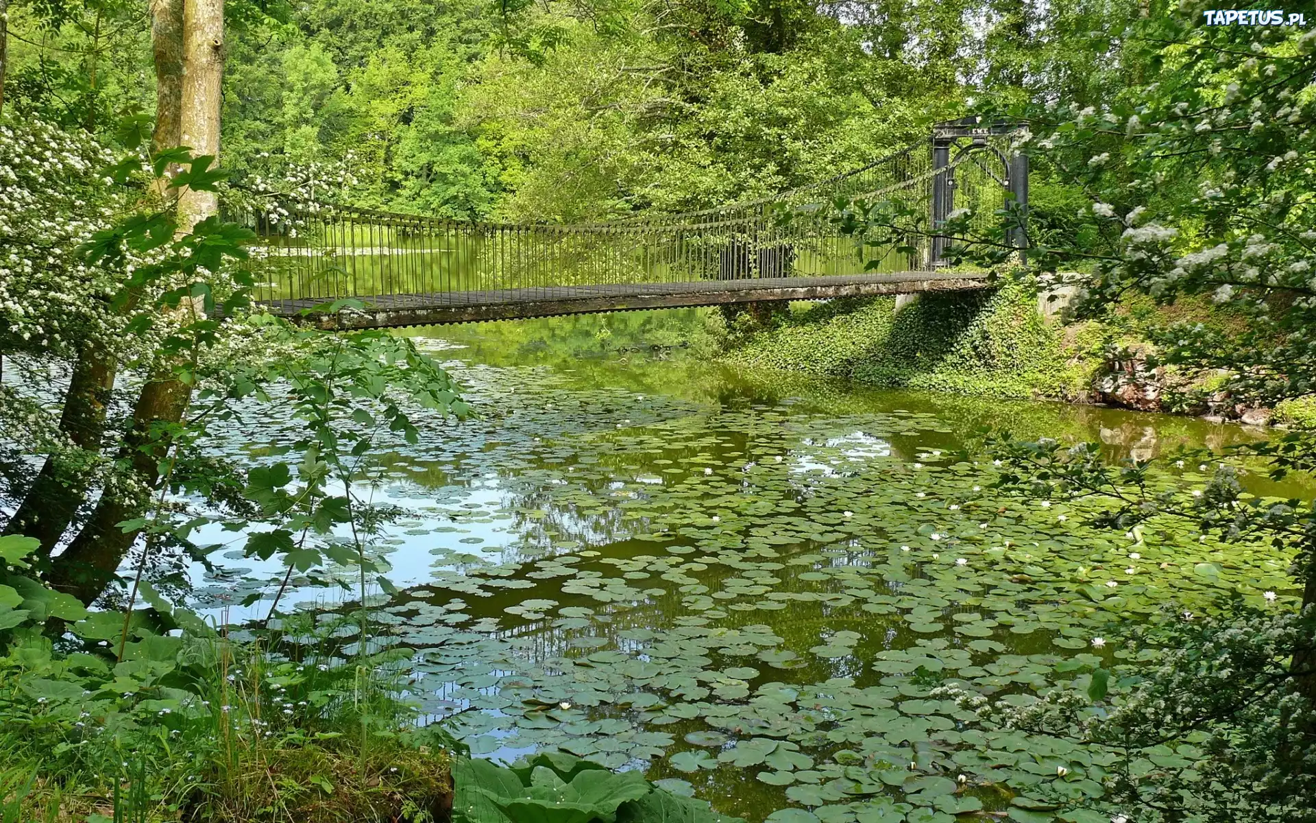 Park, Rzeka, Most, Drzewa