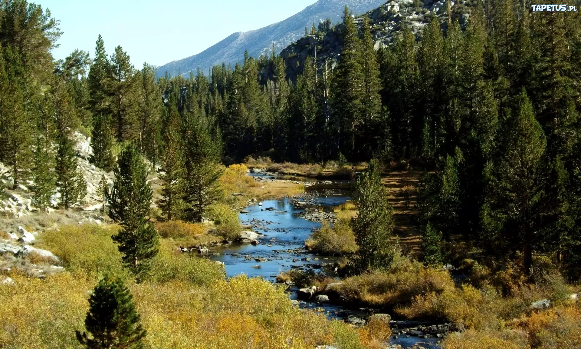 Góry, Las, Bagna, Kamienie