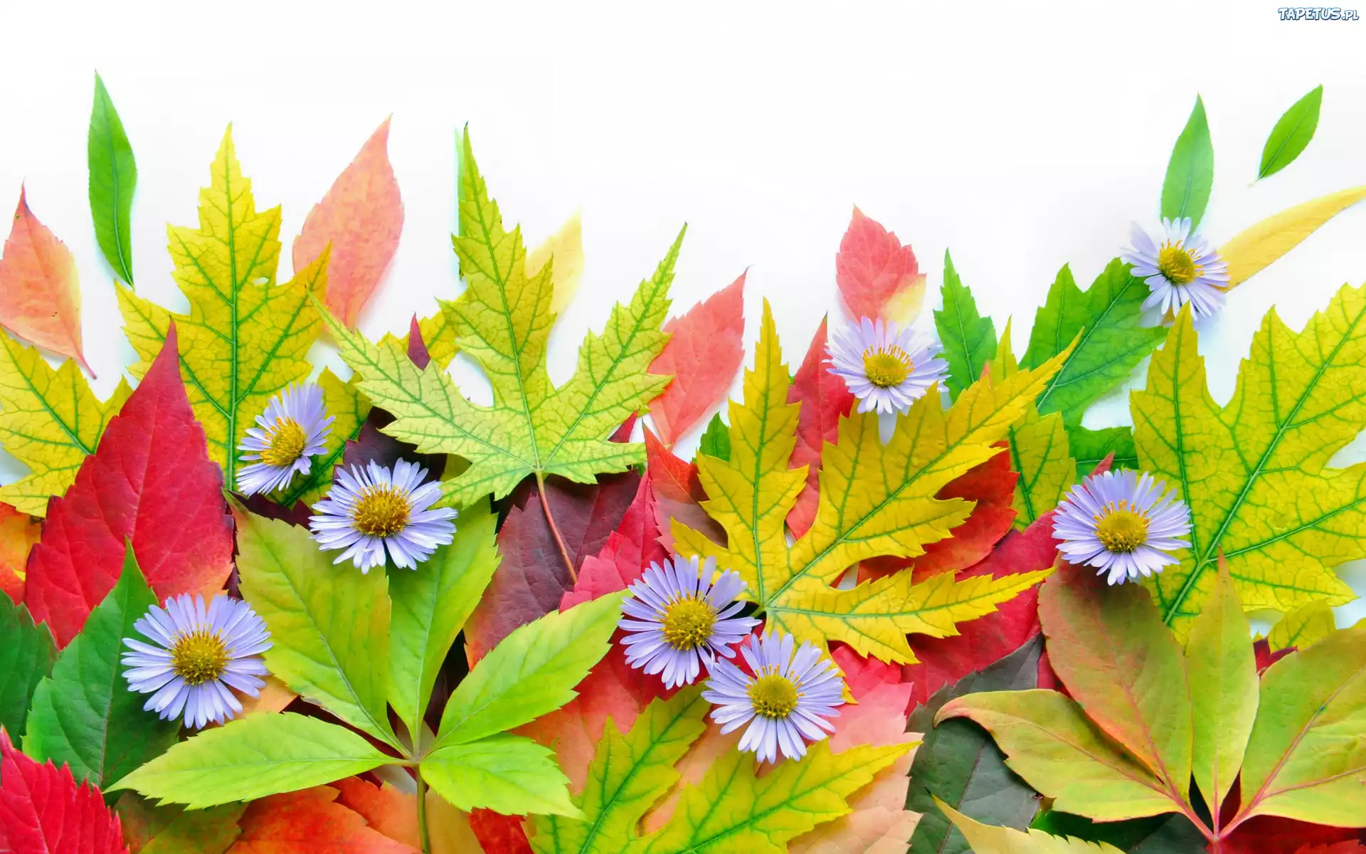 Осенний букет цветы листья без смс