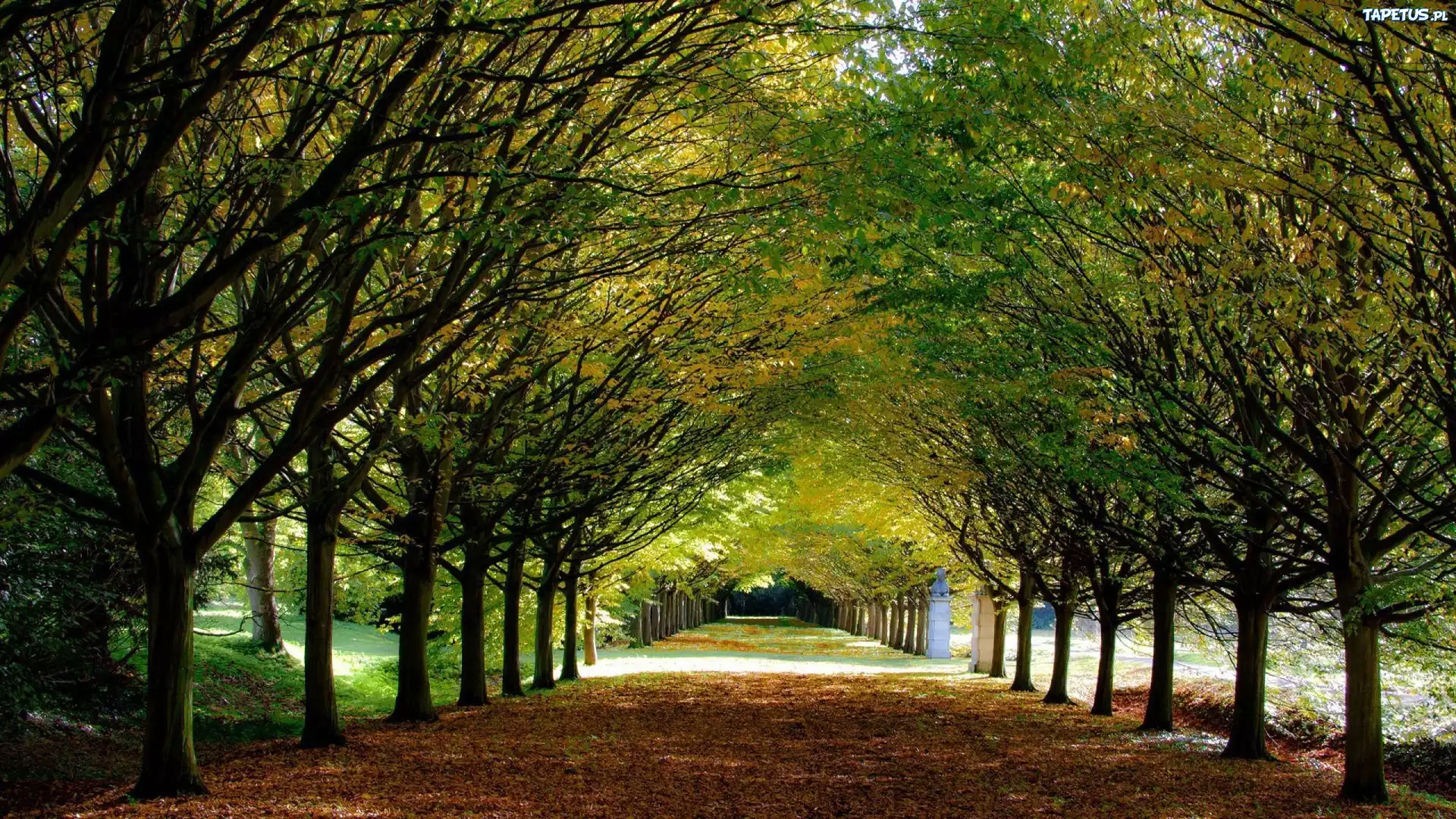 Park, Aleja, Drzewa