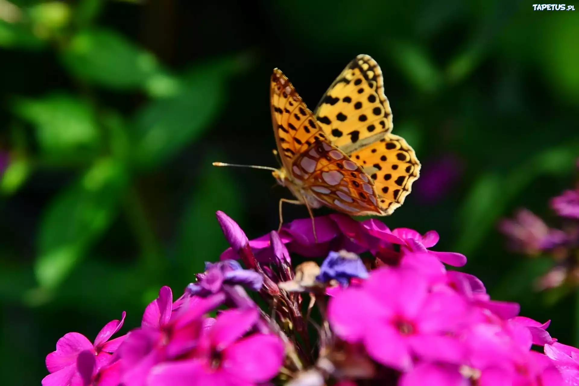 Fioletowy, Kwiat, Motyl