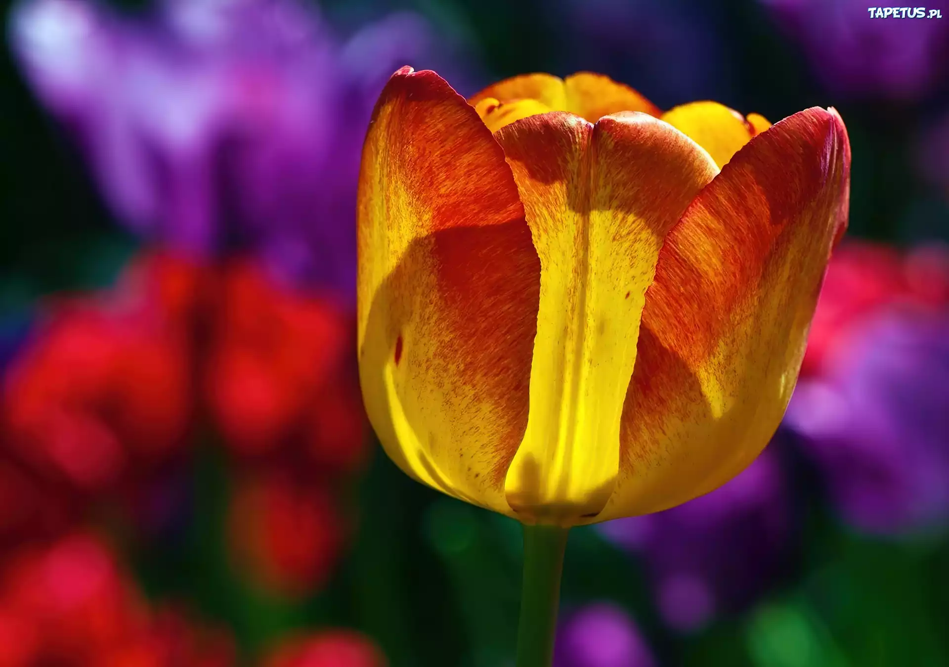 Tulipan, Kolorowe, Tło