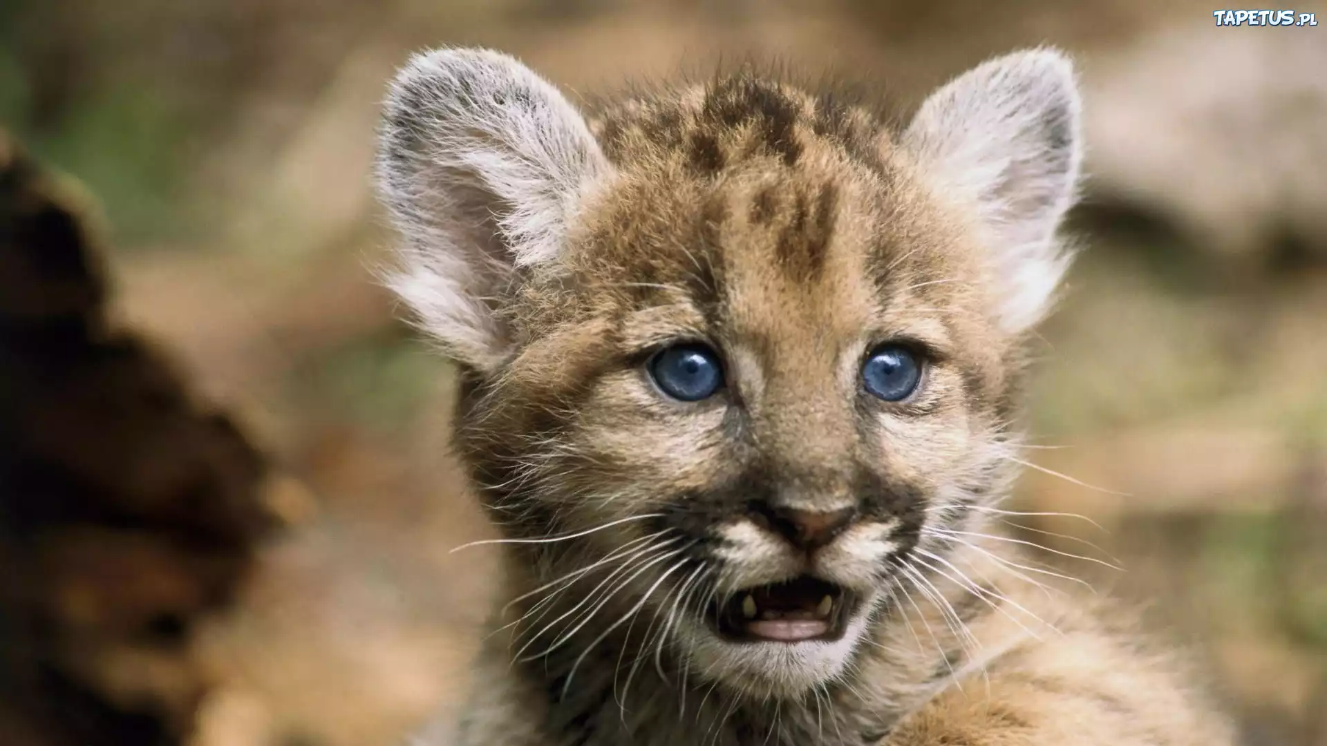 Puma, Niebieskie, Oczy
