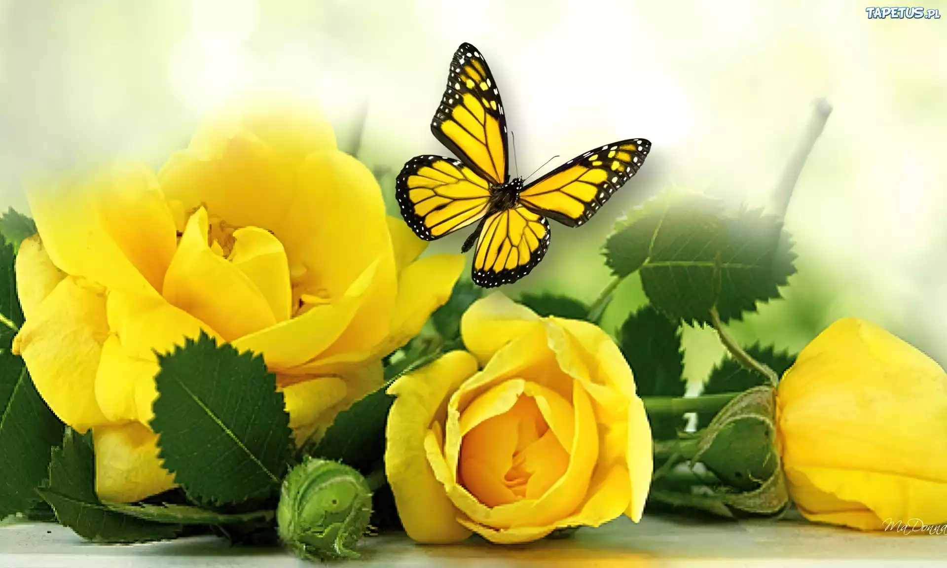 Róże, Żółte, Liście, Motyl