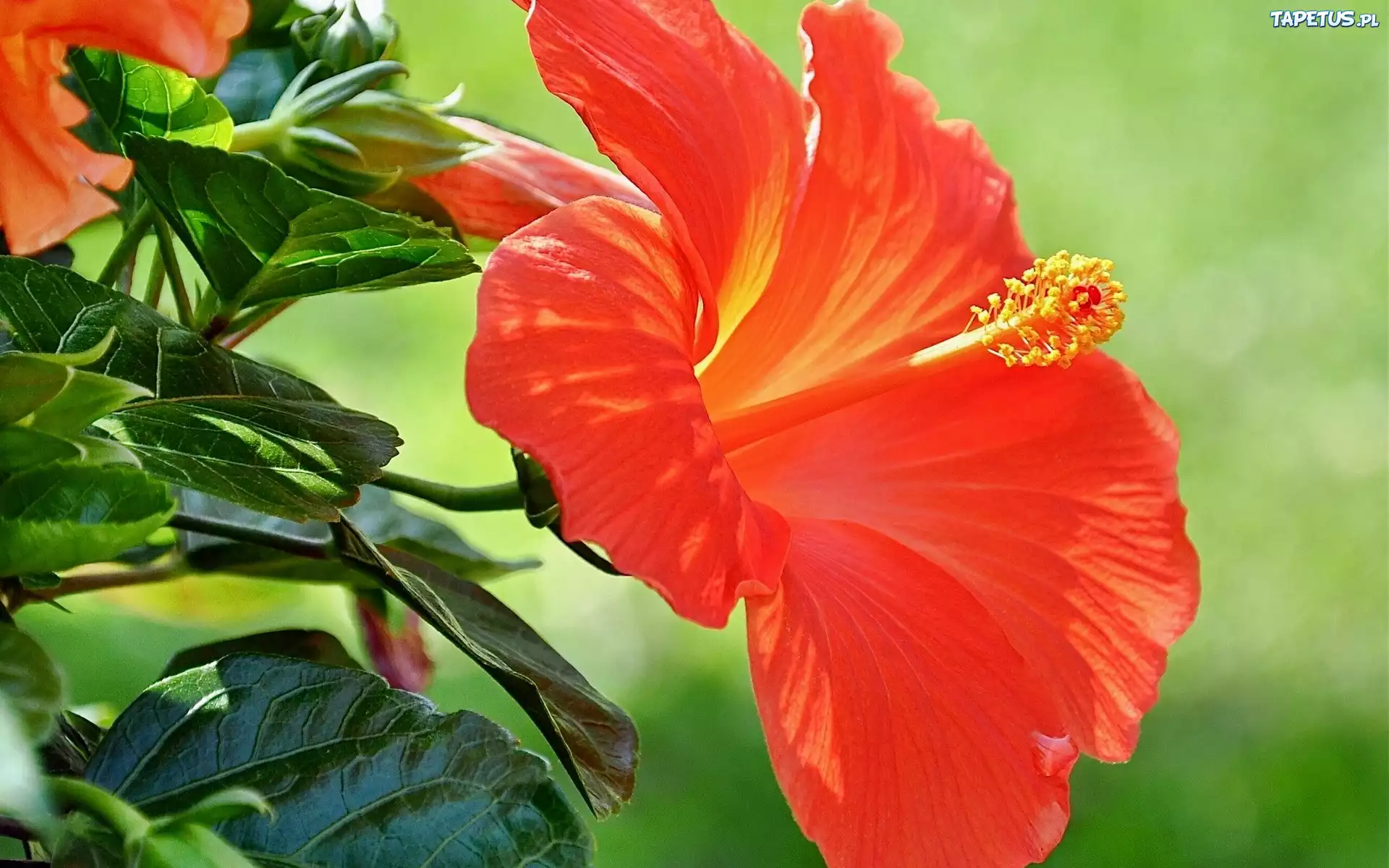 Pomarańczowy, Hibiskus