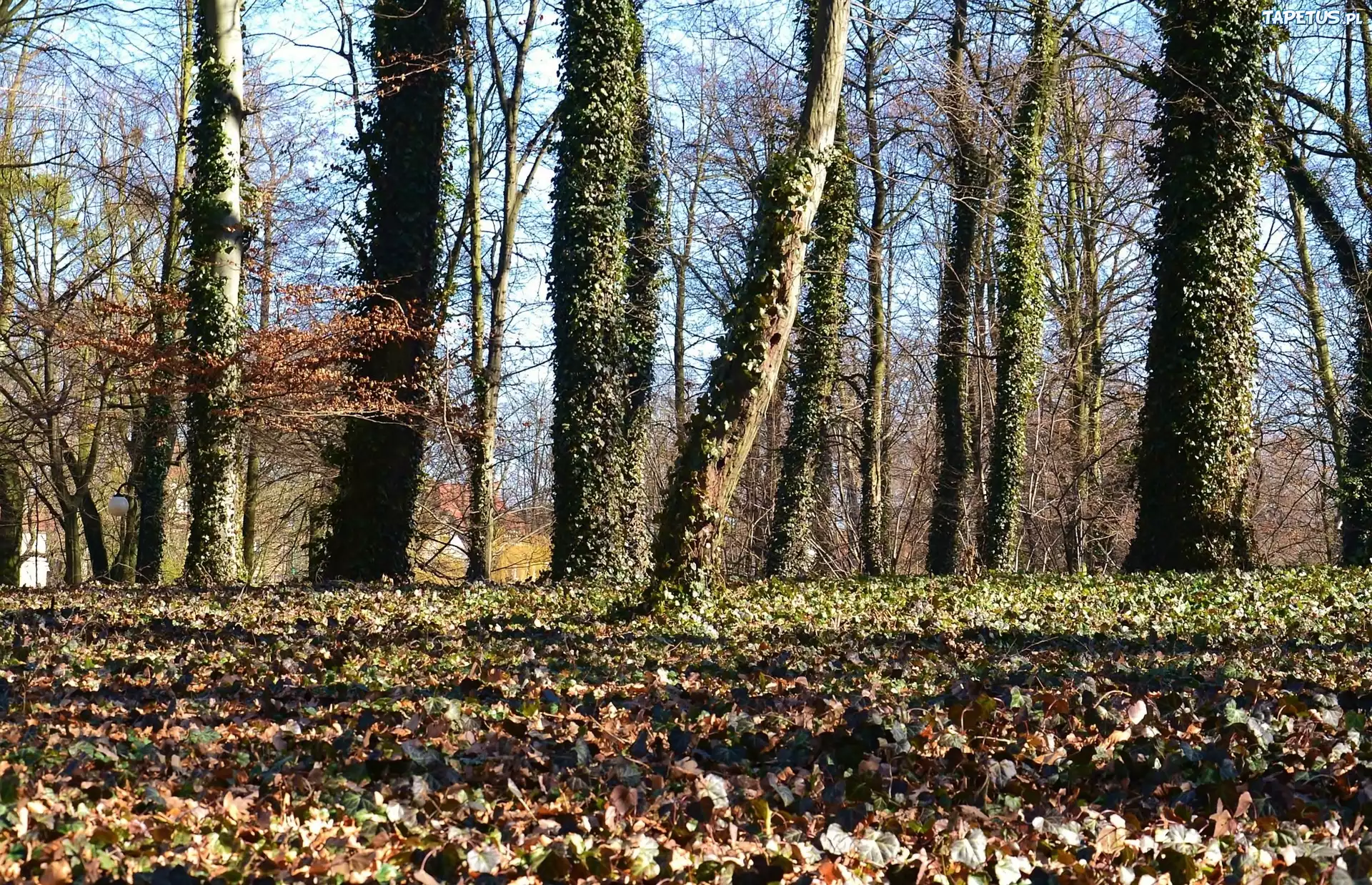 Drzewa, Liście