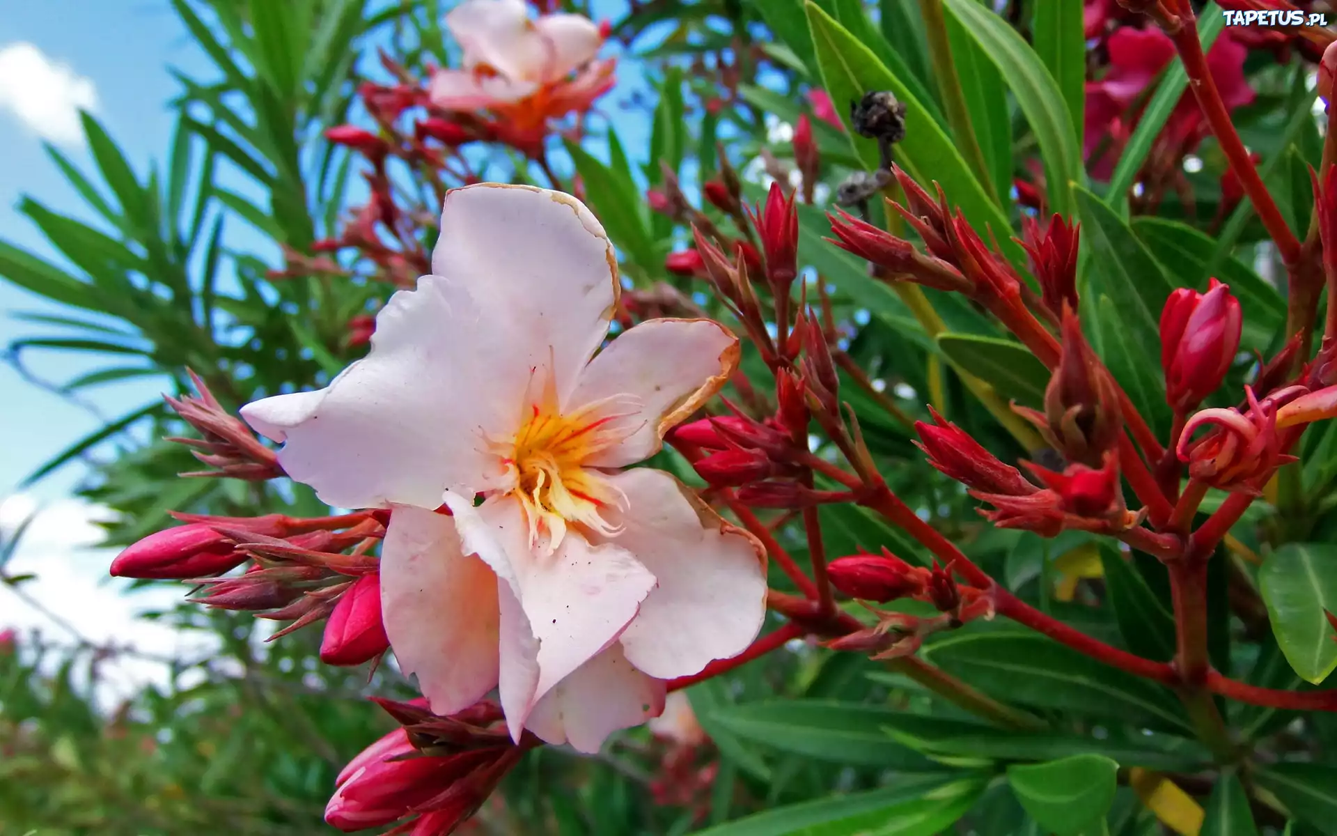 Różowy, Oleander