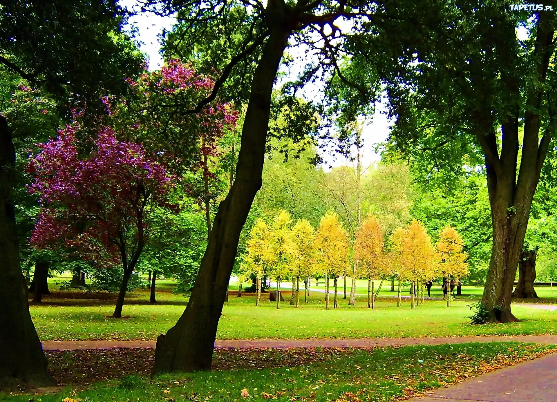 Cardiff, Park