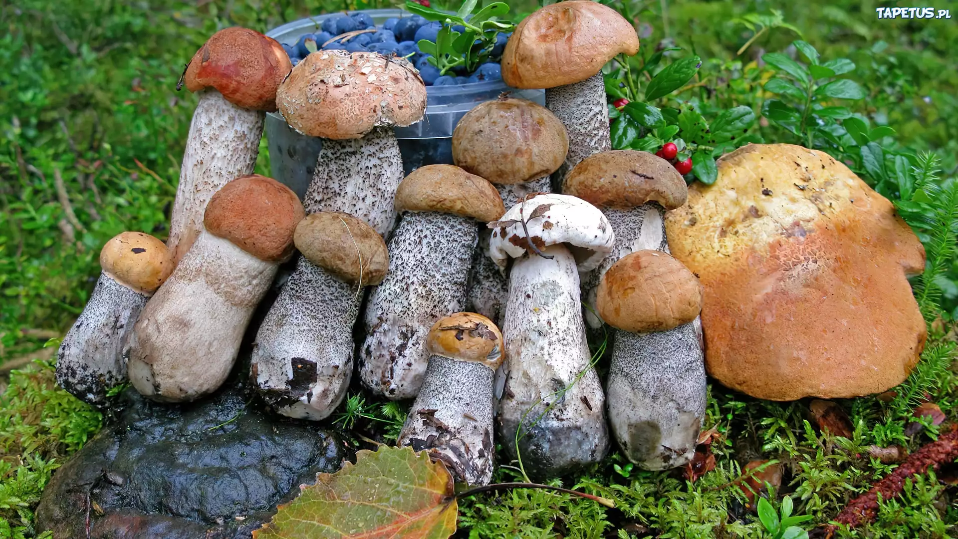 Grzyby, Jagody, Wiaderko, Kraśniak, Liście, Mech