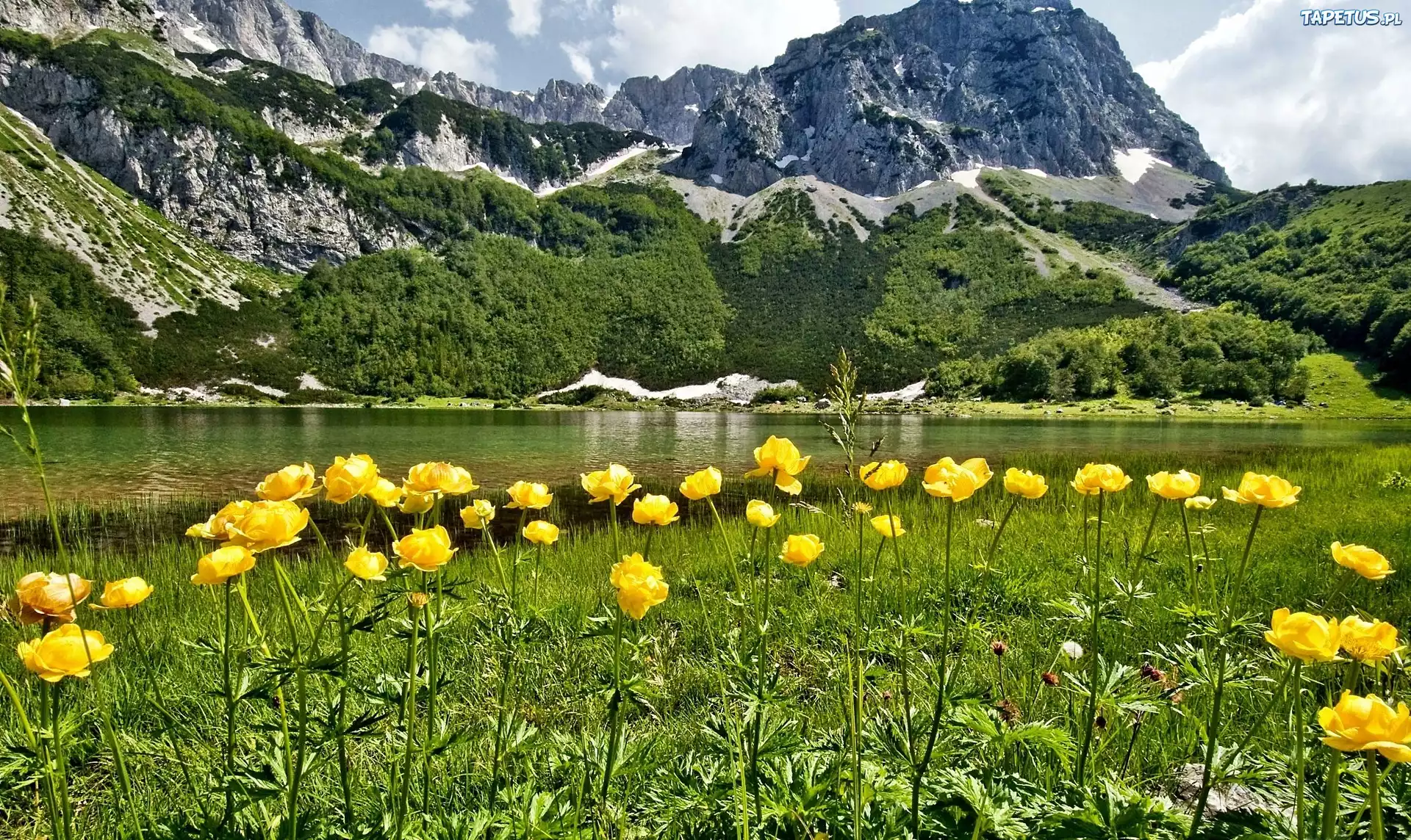 Łąka, Kwiaty, Góry, Rzeka