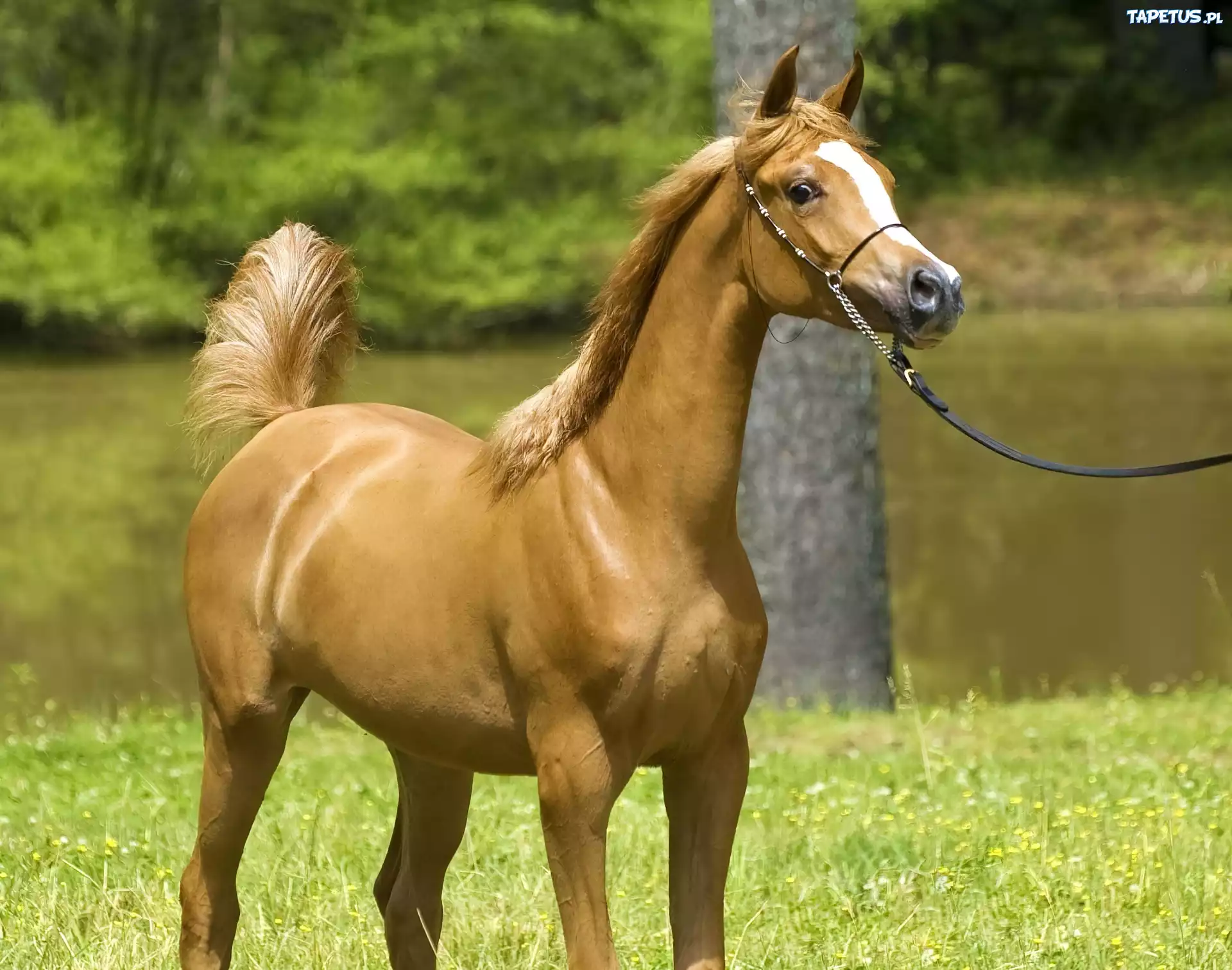 Koń, Arab, Natura