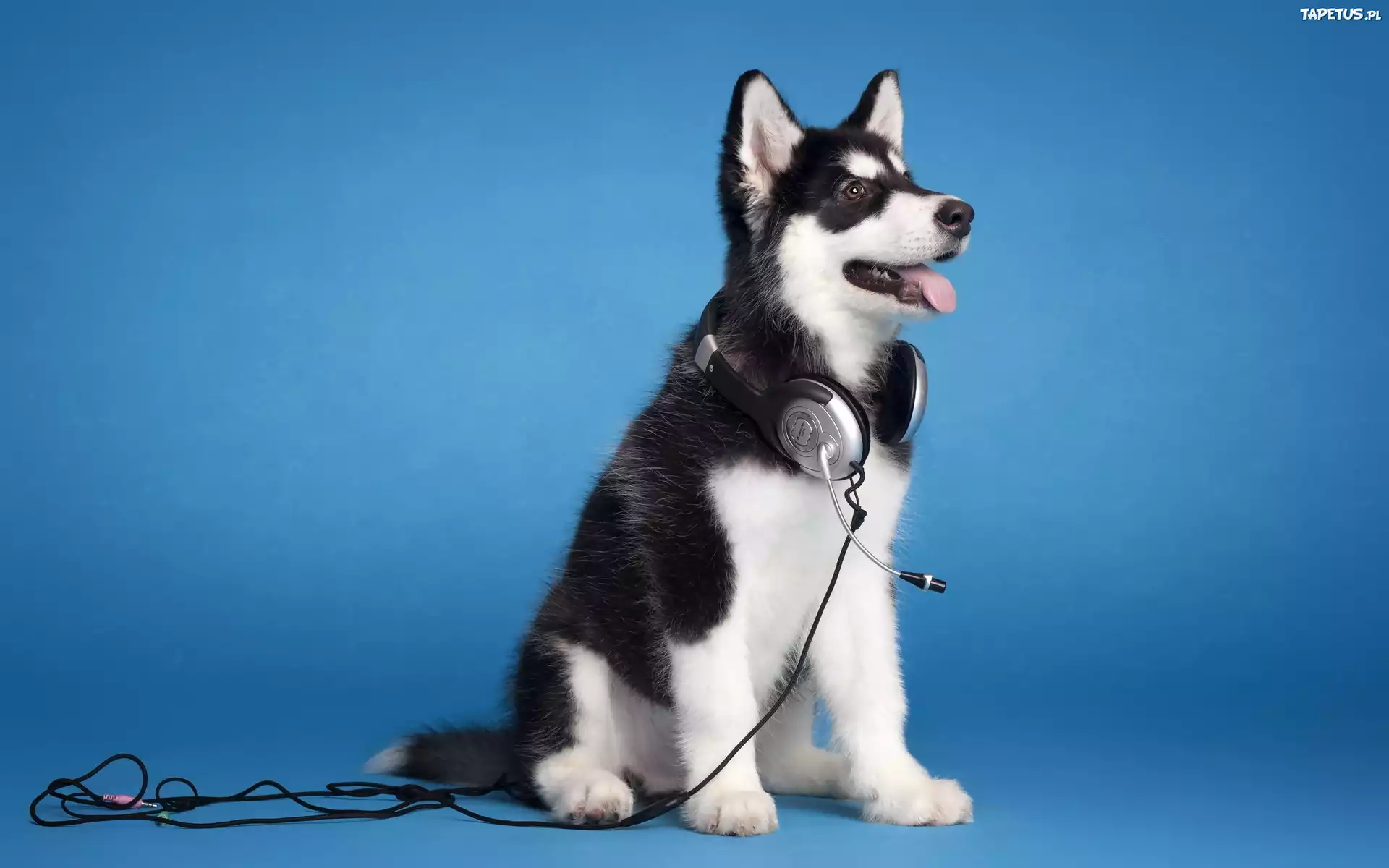 Husky, Słuchawki