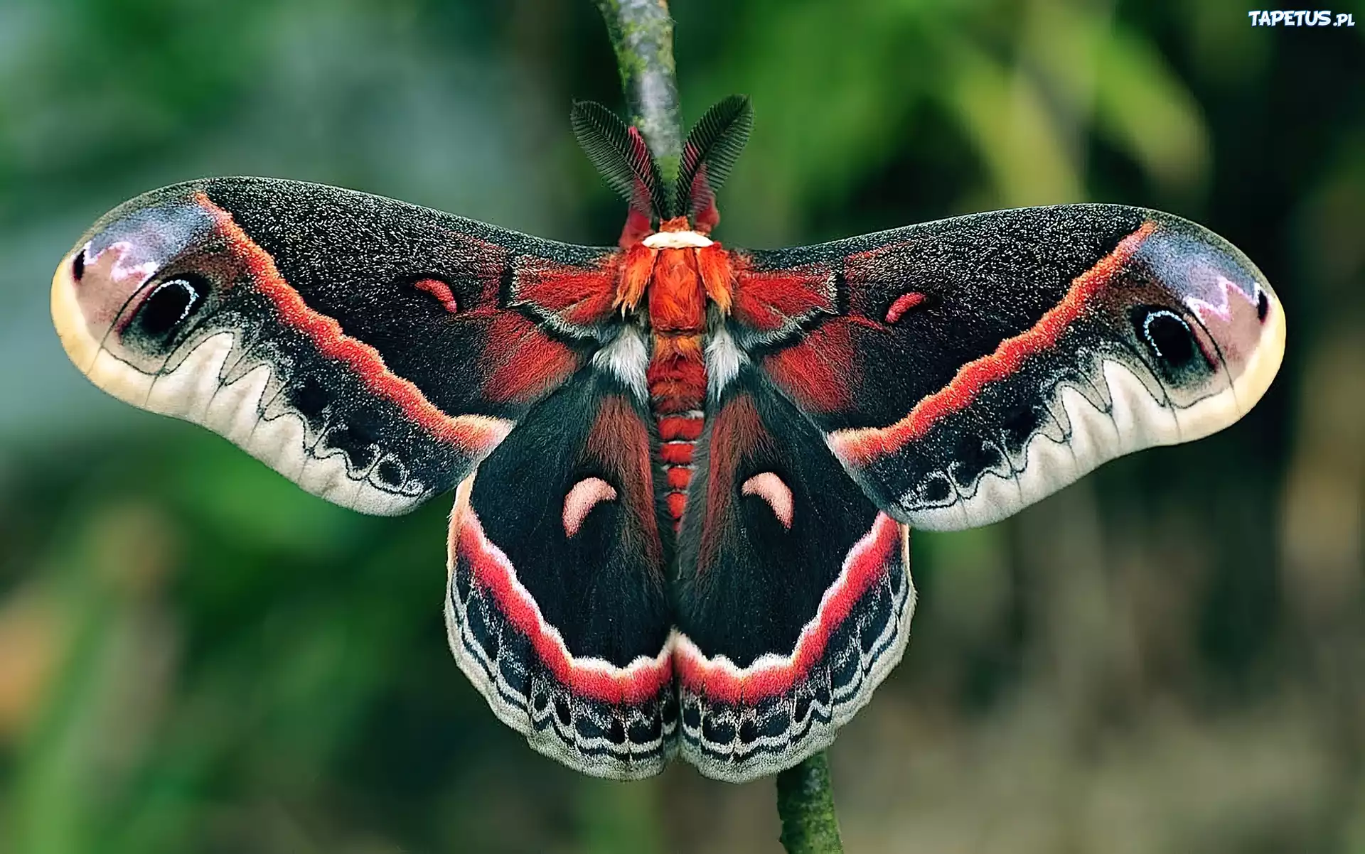 Ćma, Cecropia