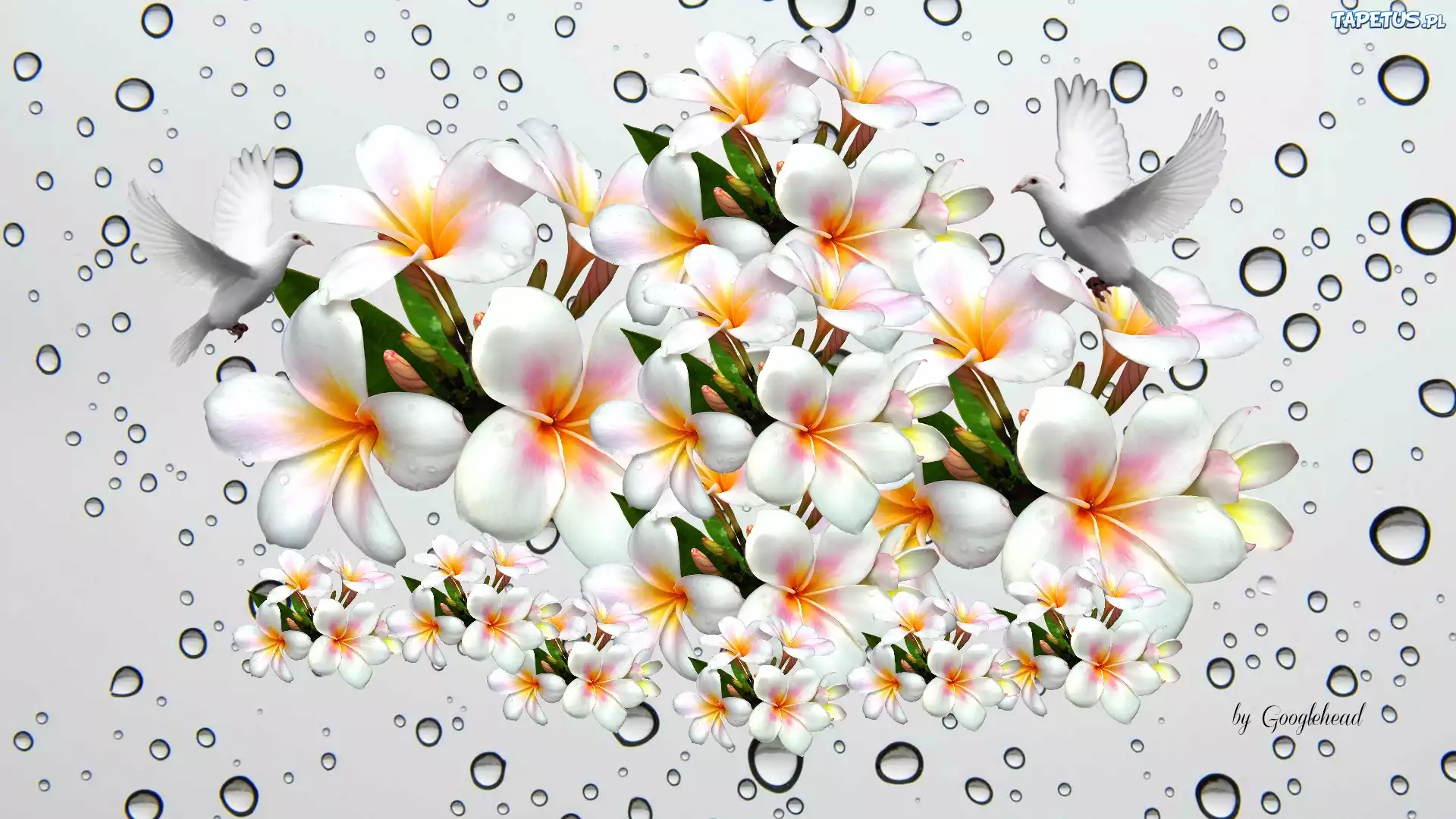 Plumeria, Krople, Wody
