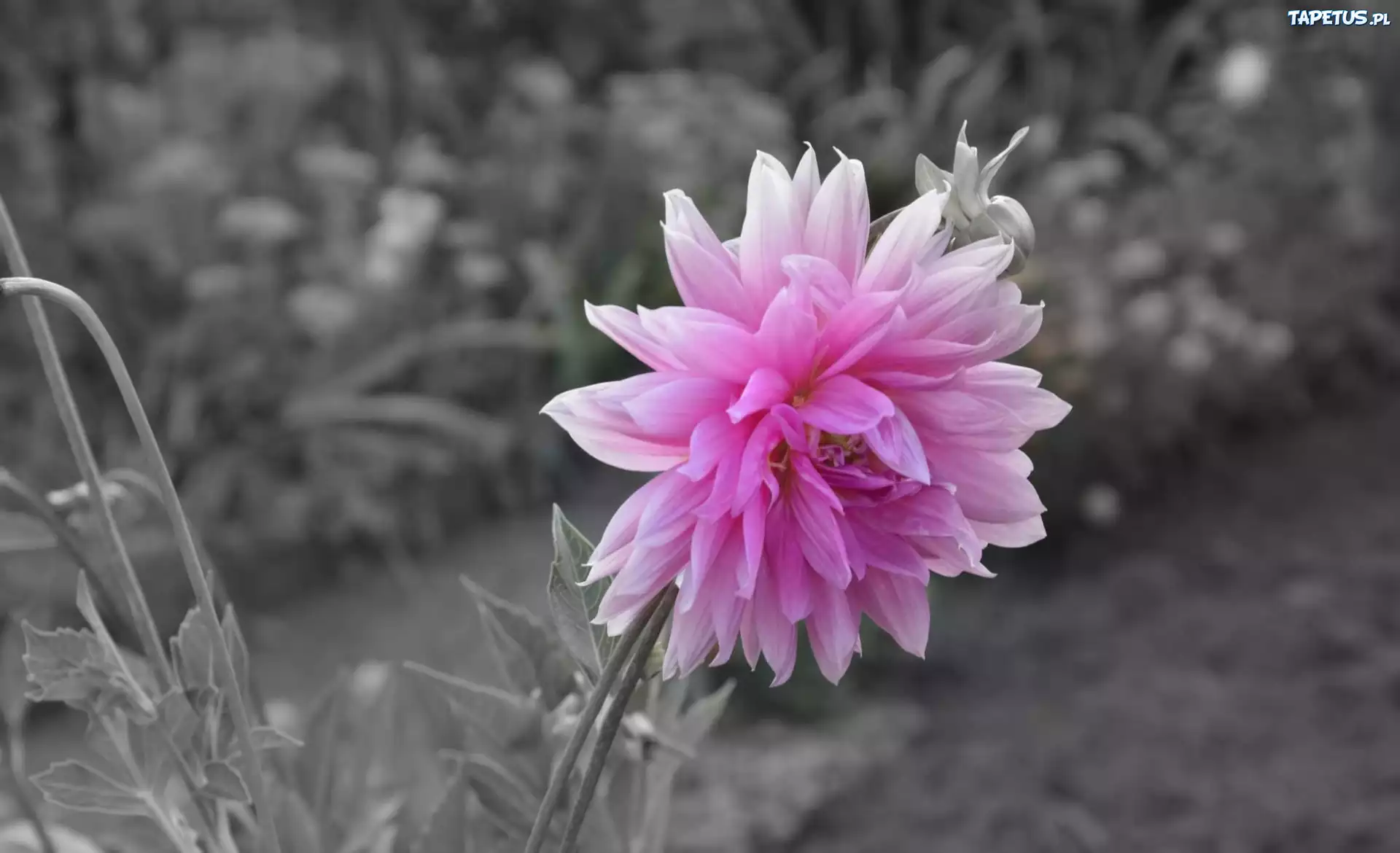 Liliowa, Dalia