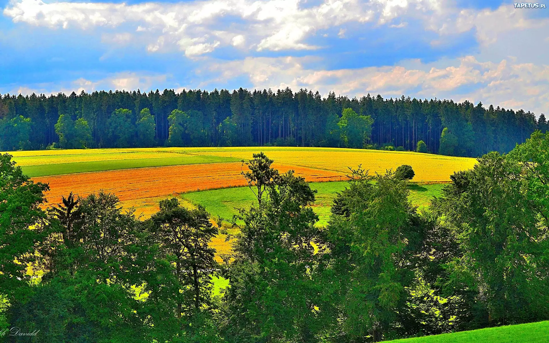 Pola, Łąka, Las, Chmury