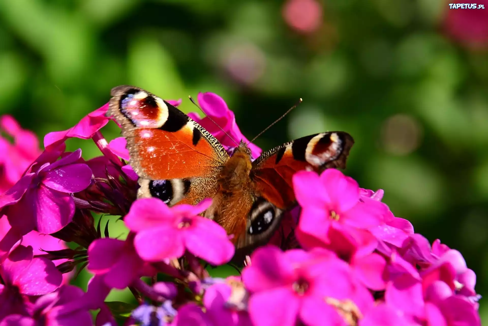 Fioletowe, Kwiaty, Motyl