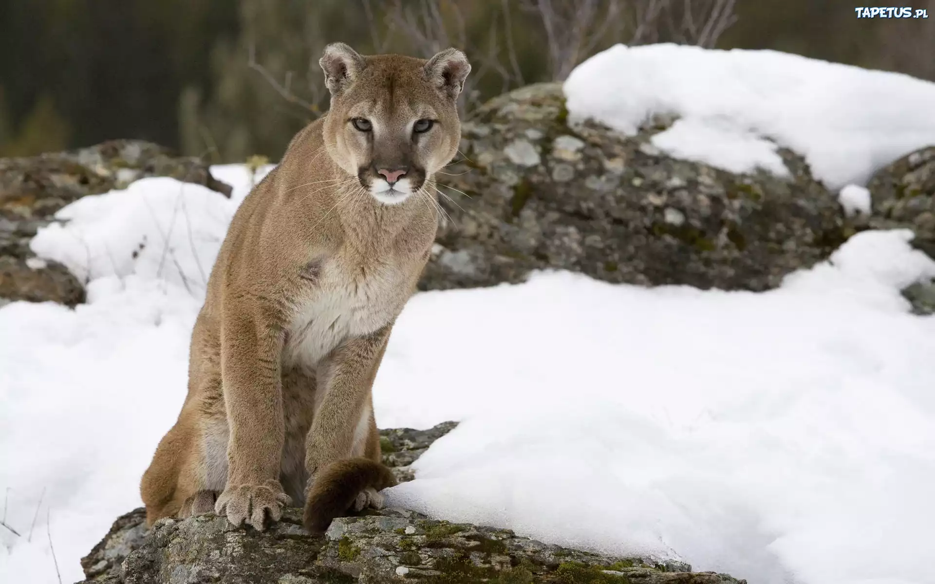 Puma, Skała, Śnieg