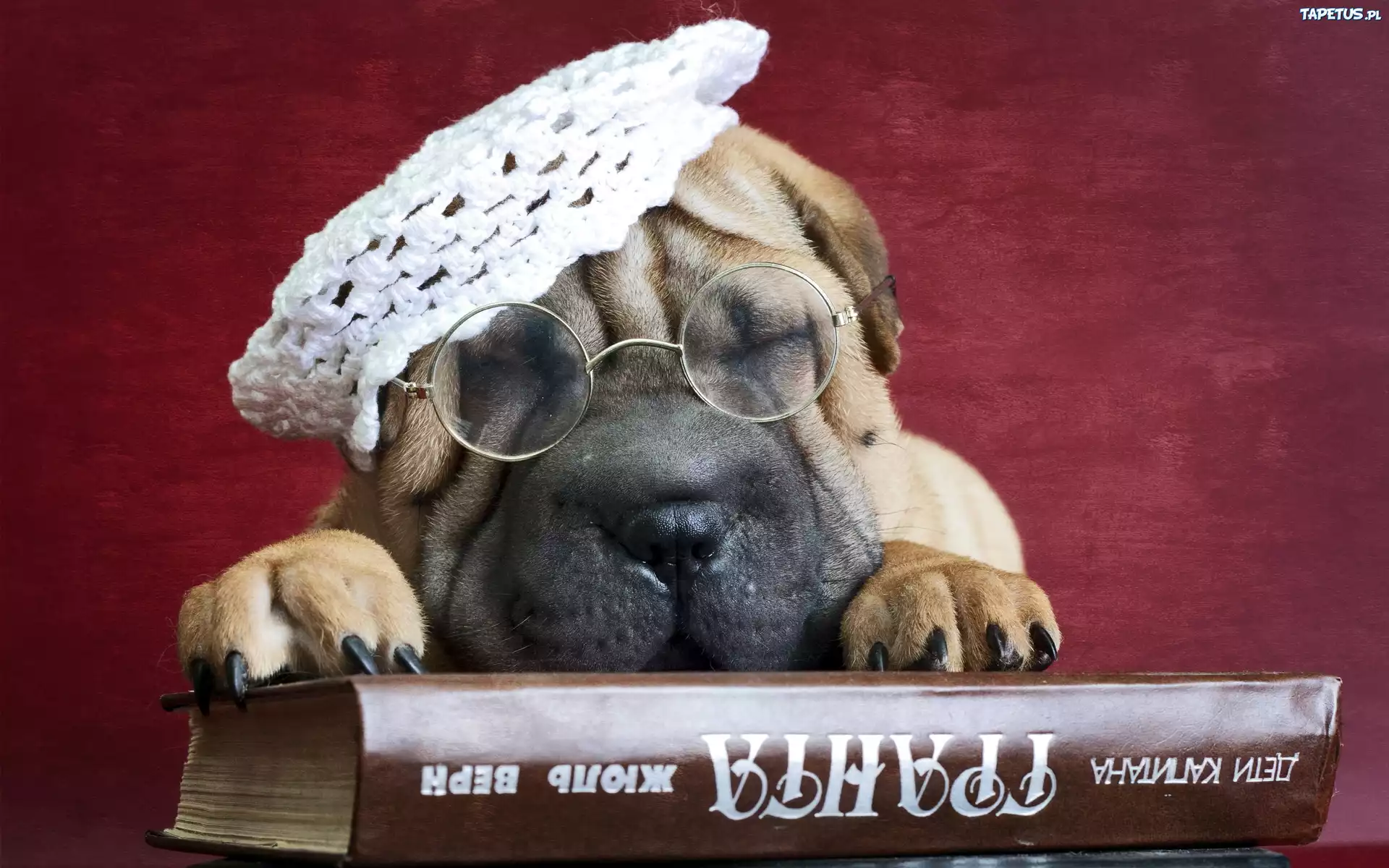 Szczeniaczek, Shar, Pei, Okulary, Książka