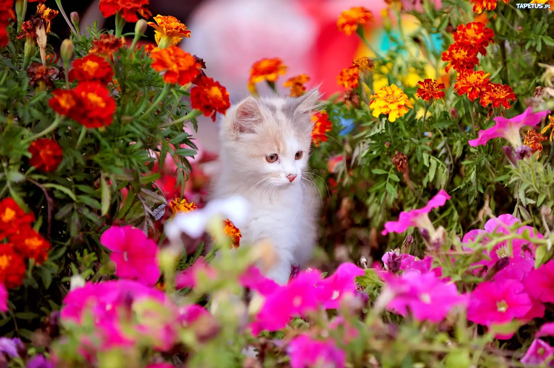 Кошка много цветов