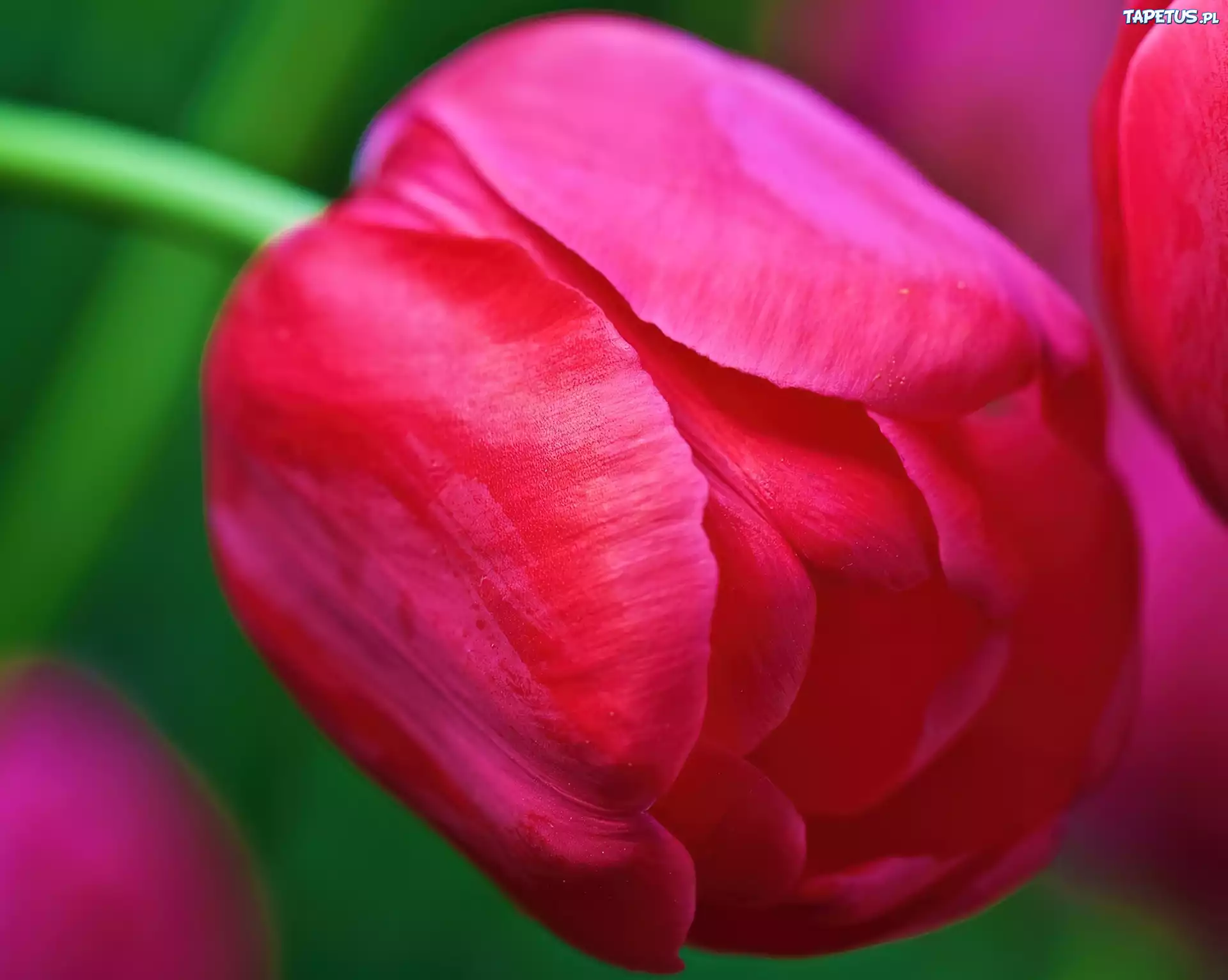 Różowy, Tulipan