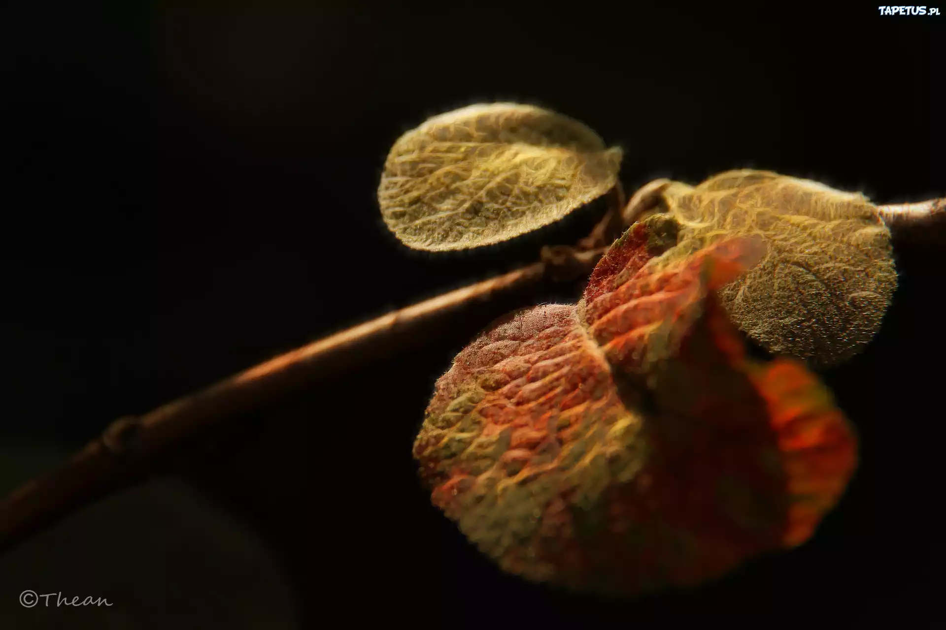 Liście, Fractalius