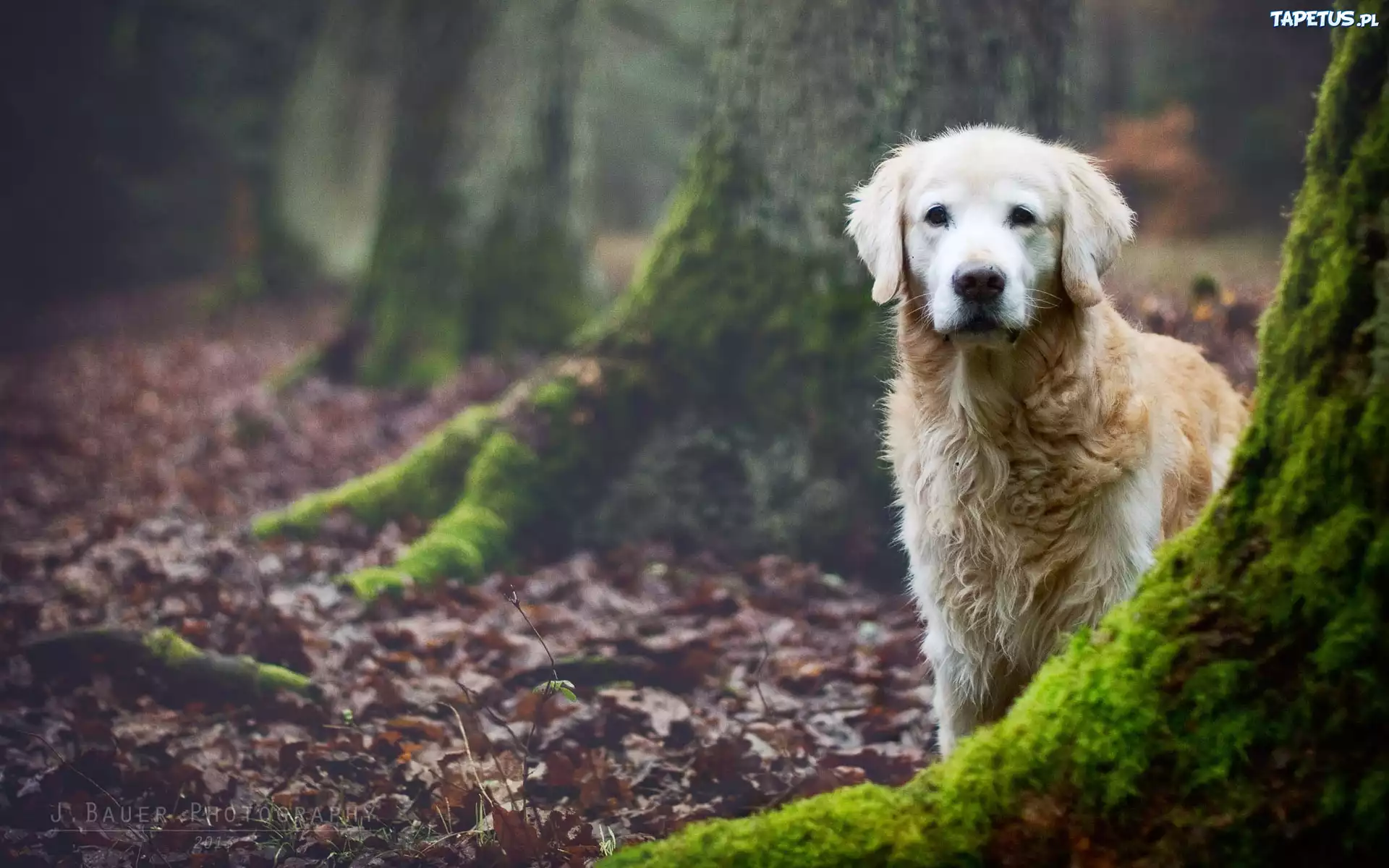 Las, Pnie, Drzew, Golden Retriever