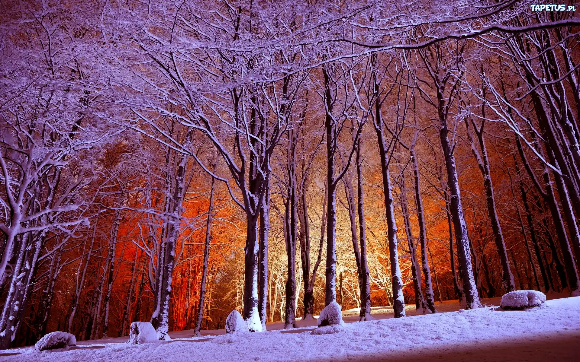 Zima, Park, Ośnieżone, Drzewa