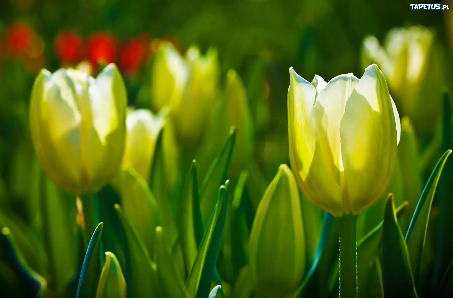 Żółte, Tulipany