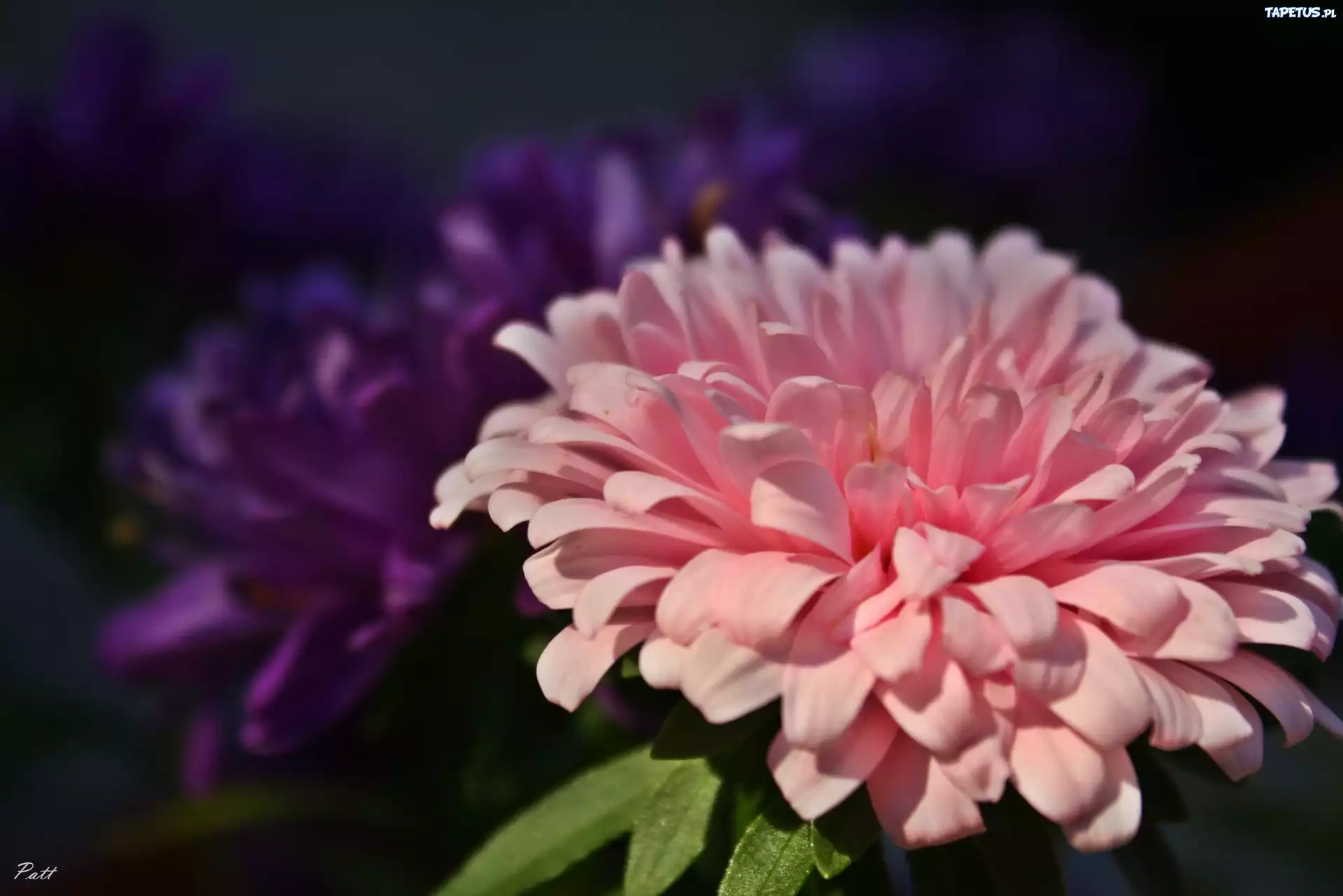 Różowy, Aster, Kwiat