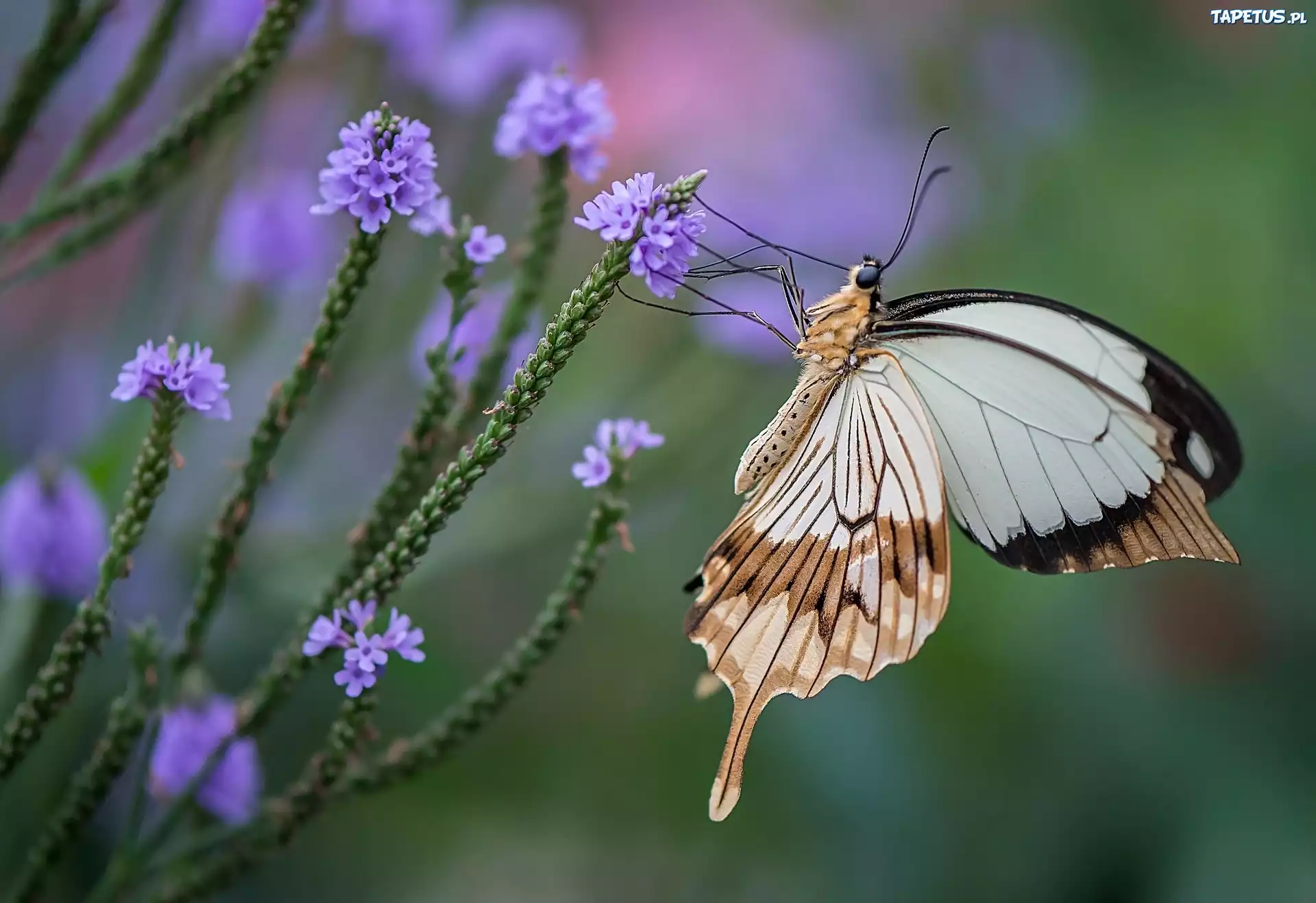 Motyl, Fioletowe, Kwiatki