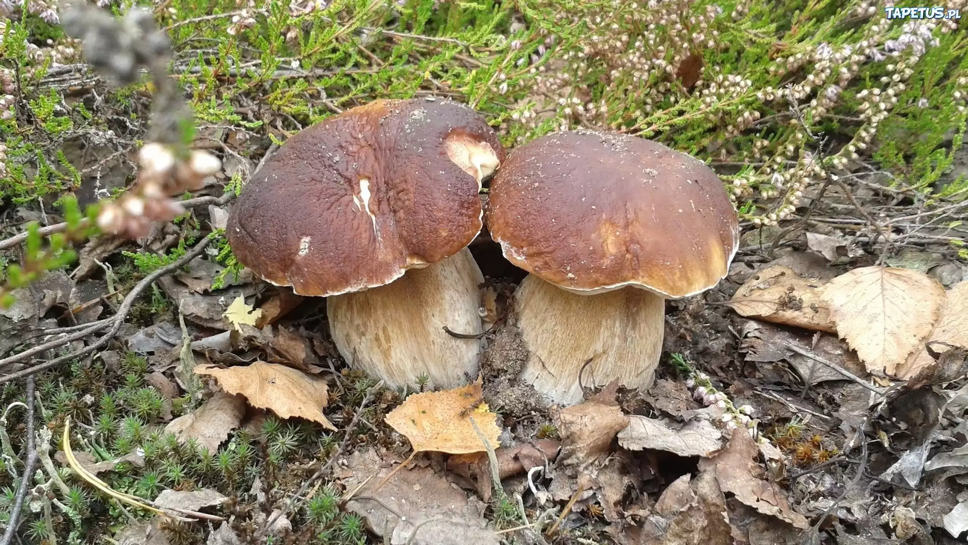 Два гриба в листьях скачать