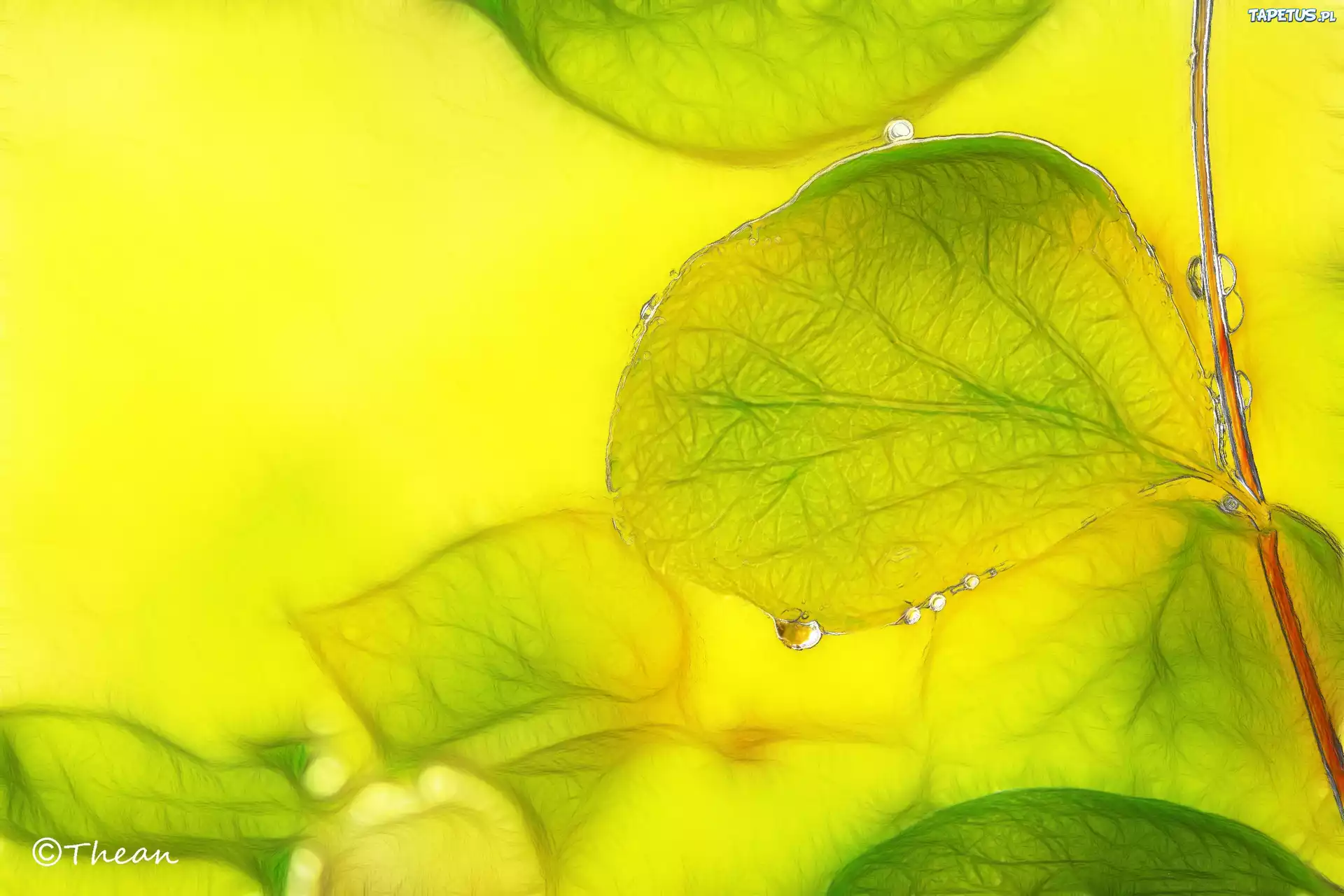 Liście, Fractalius