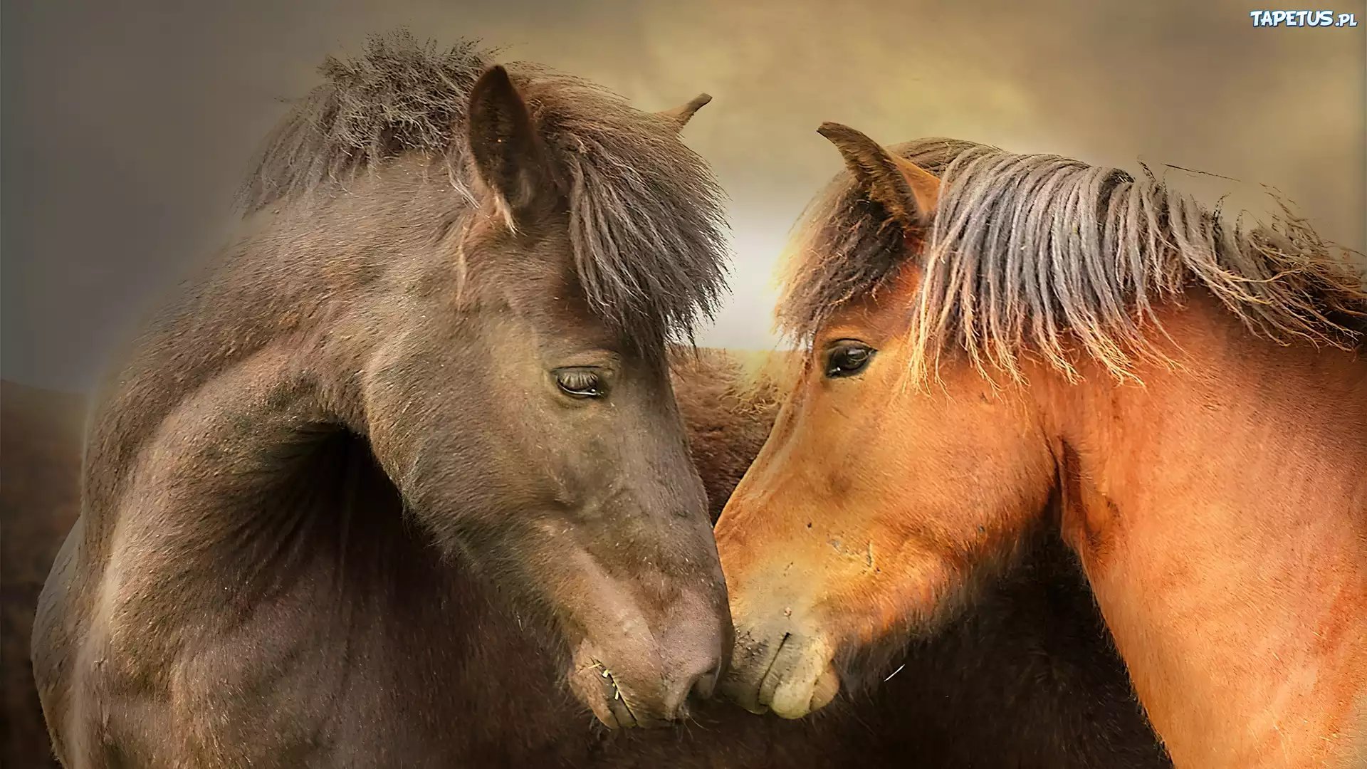 Лошадь с 2 девушками. Две лошади. Пара лошадей. Любовь лошадей. Влюбленные лошади.