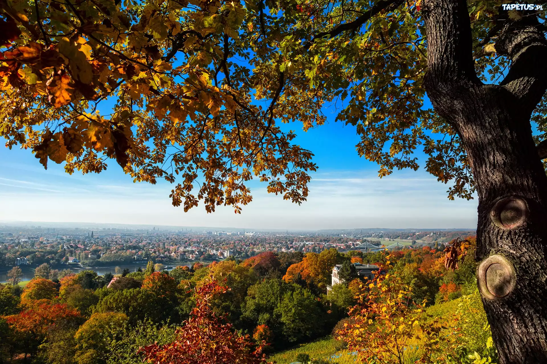 Jesień, Drzewo, Panorama, Miasta