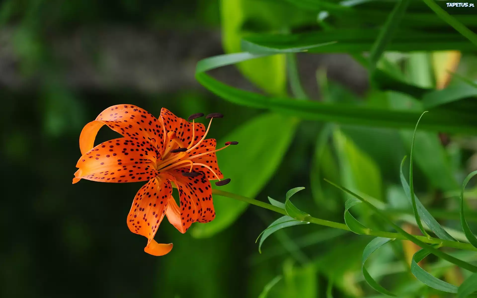 Lilia Tygrysia